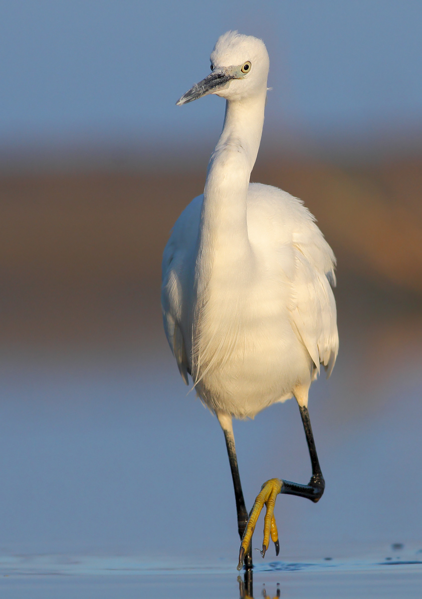 Egret