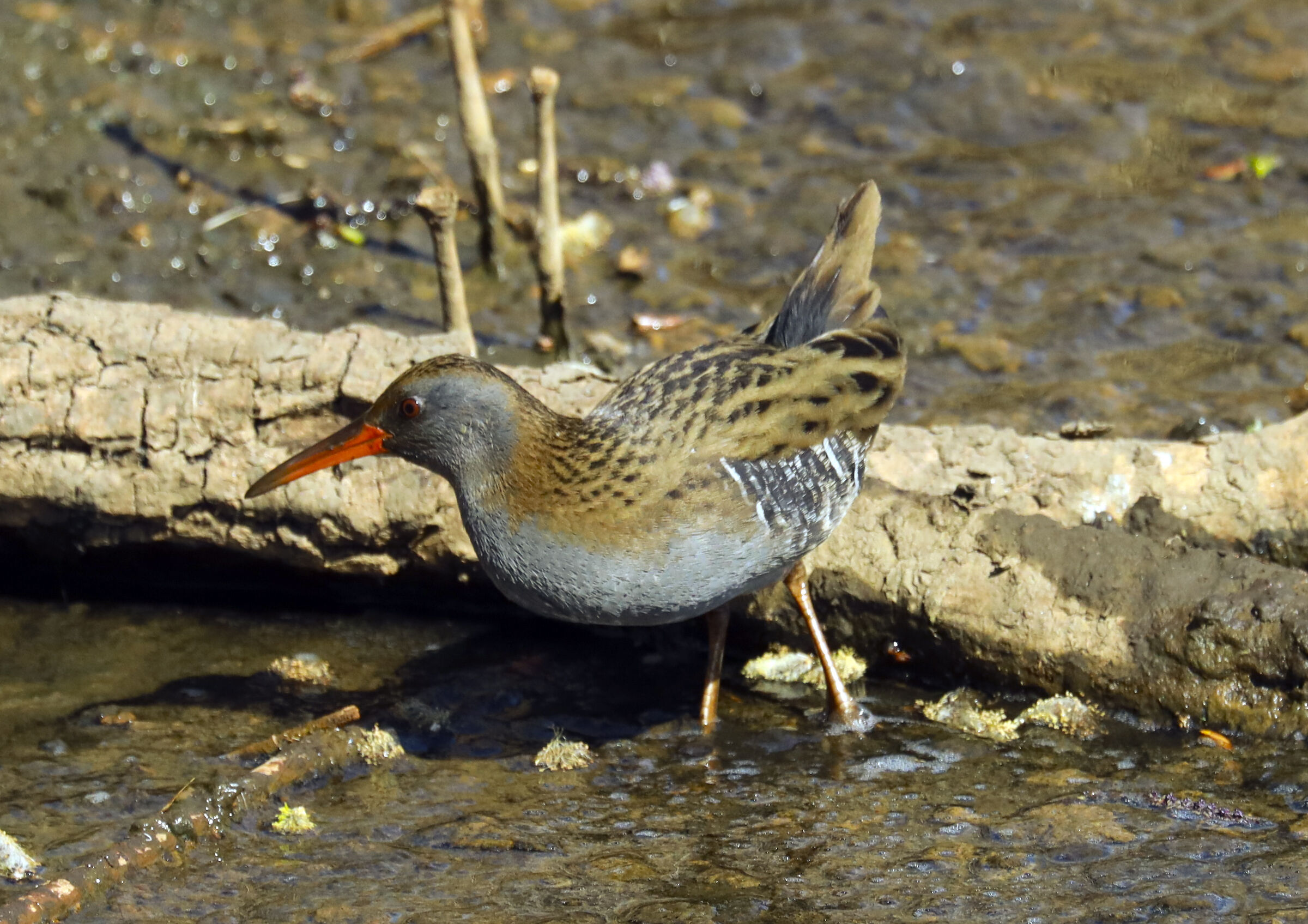 Water Rail
