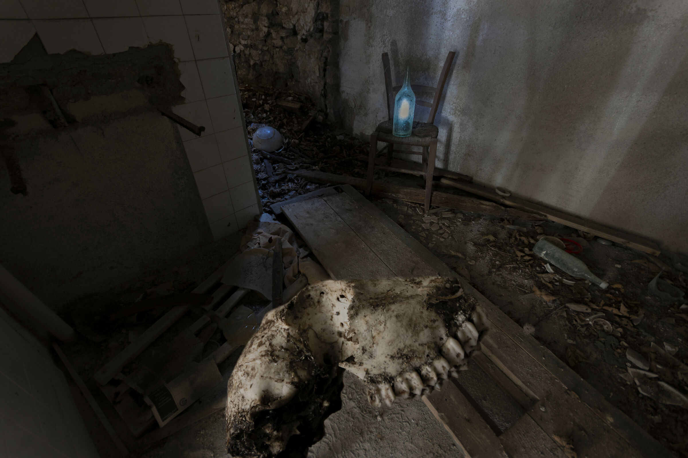Lamb Skull