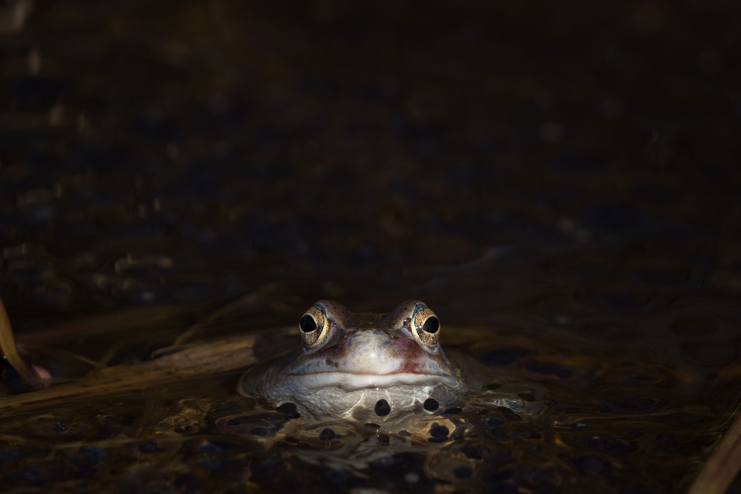 Rana Moro (Rana arvalis)