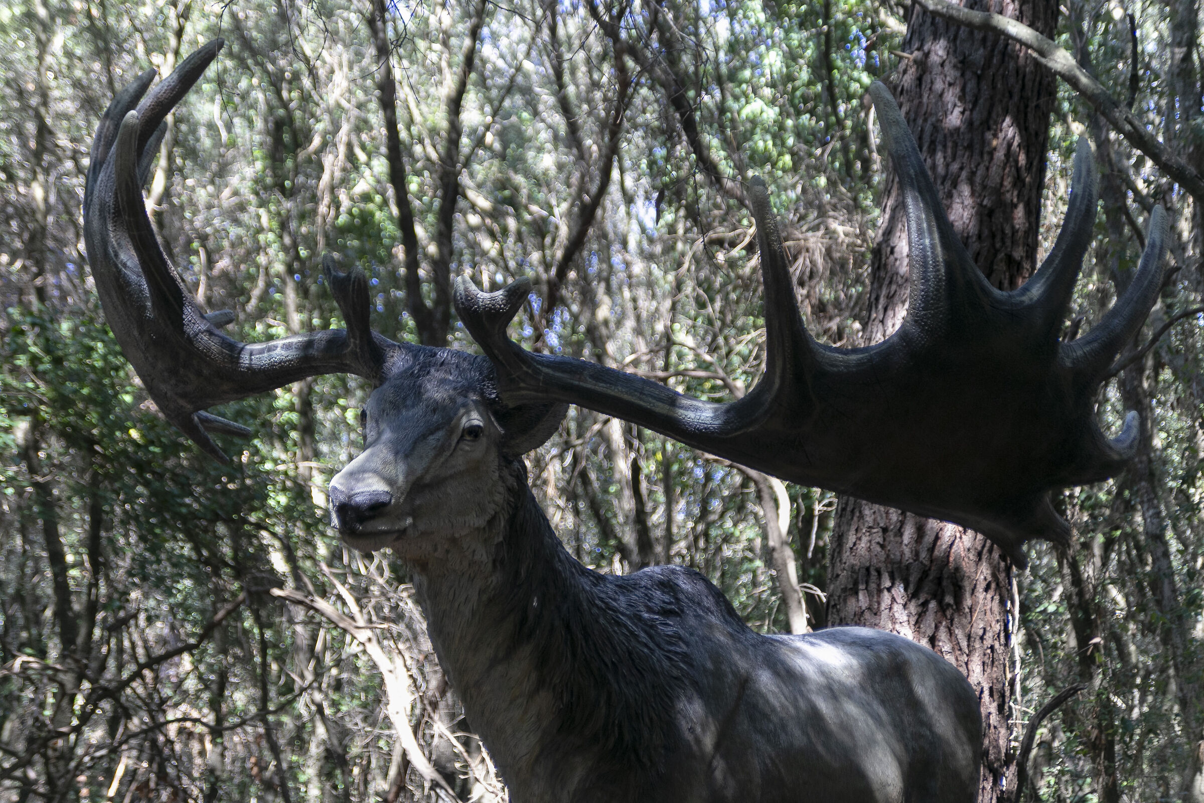 Megaloceros giganteus