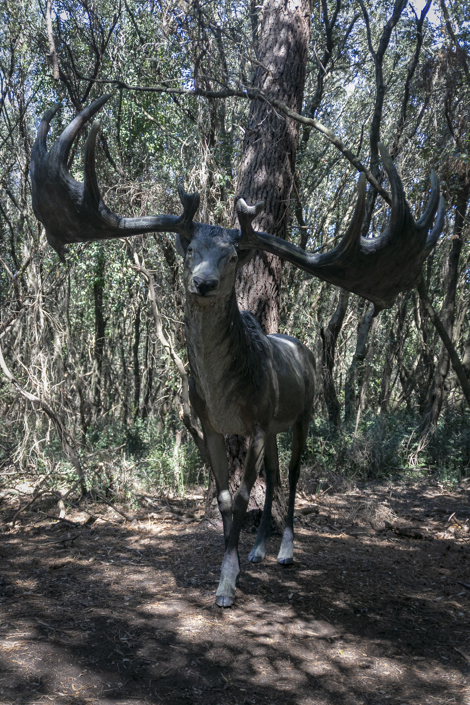 Megaloceros giganteus
