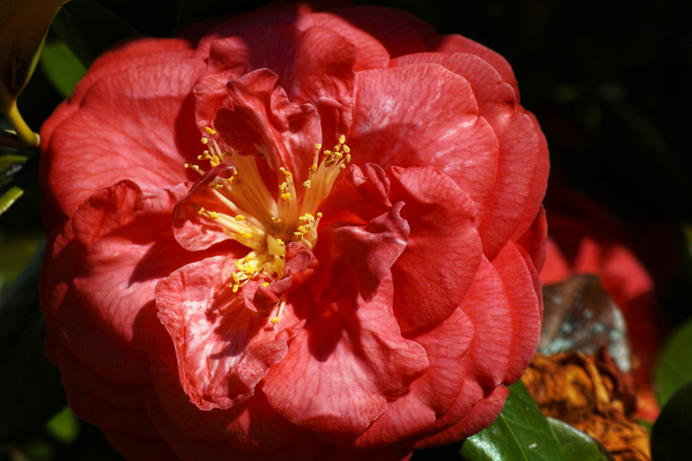 Old Camellia