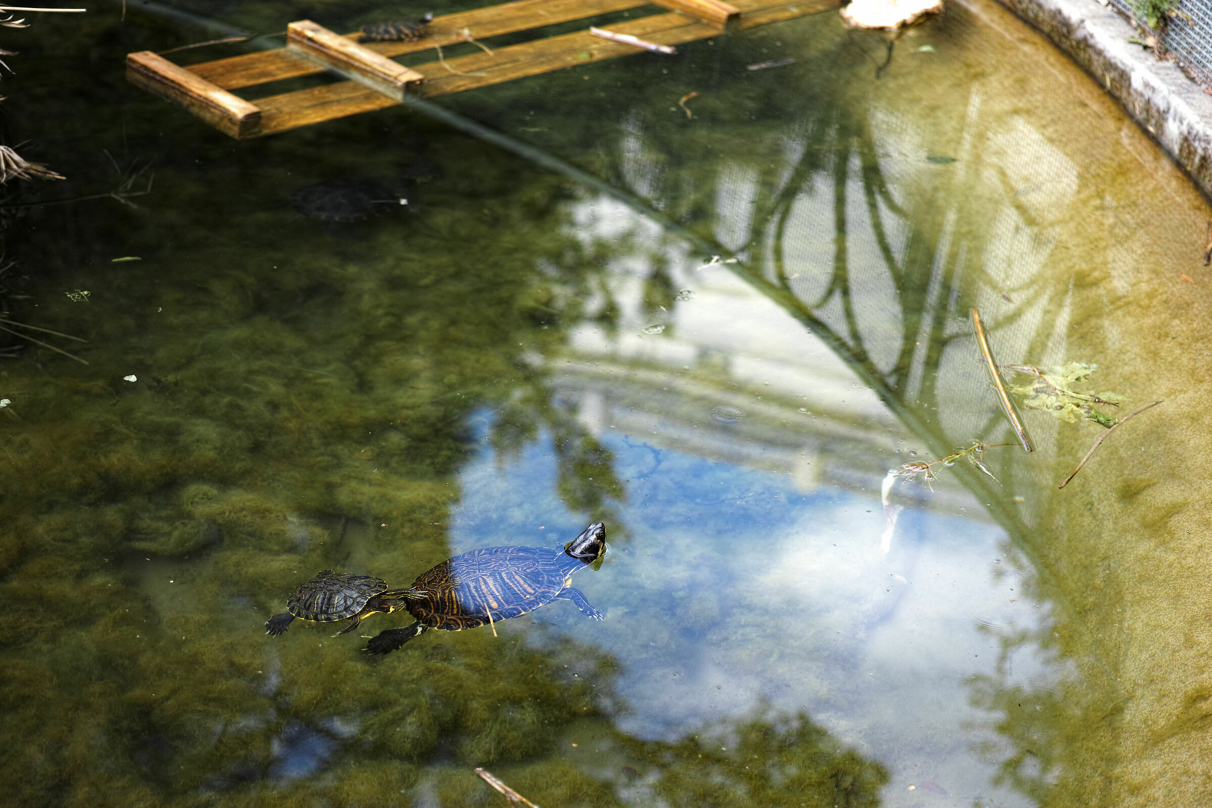 Tartarughino in scia