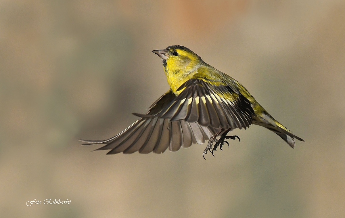Siskin... Steering wheel...
