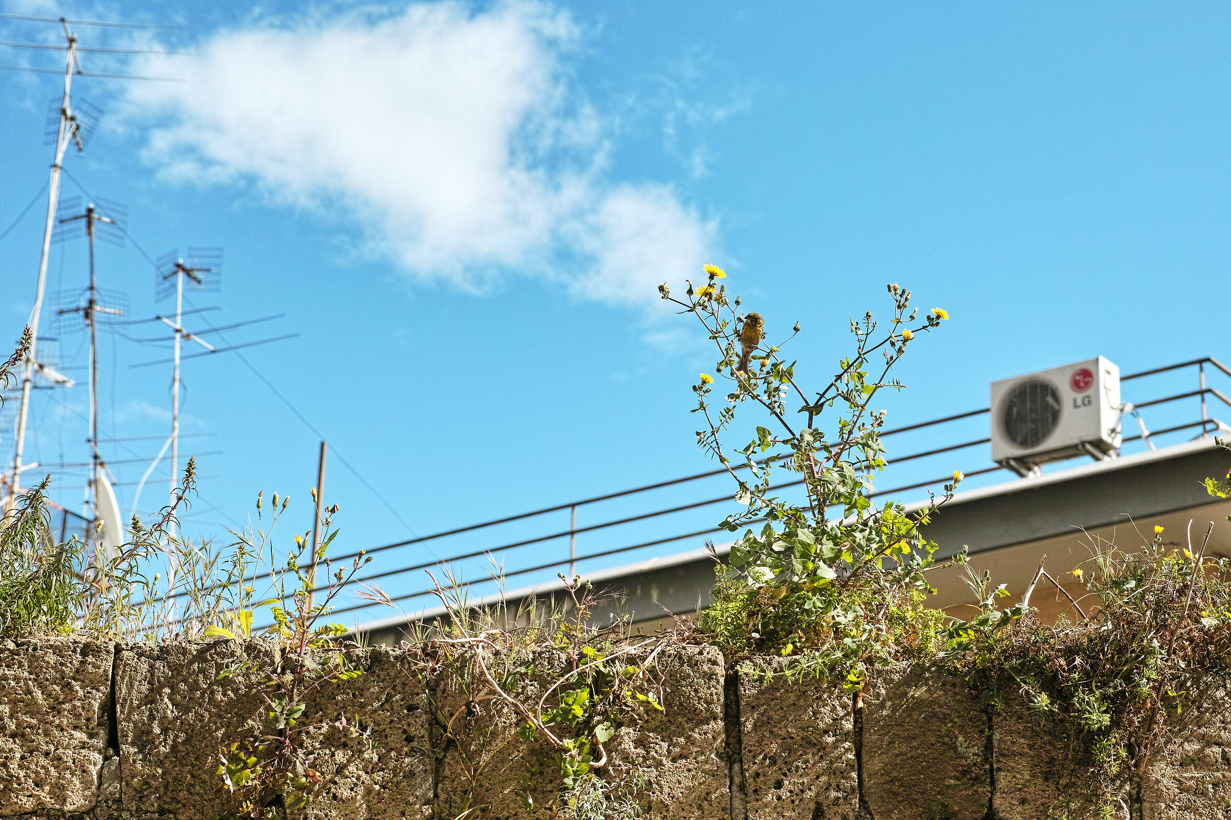Unusual Tree for hungry bird