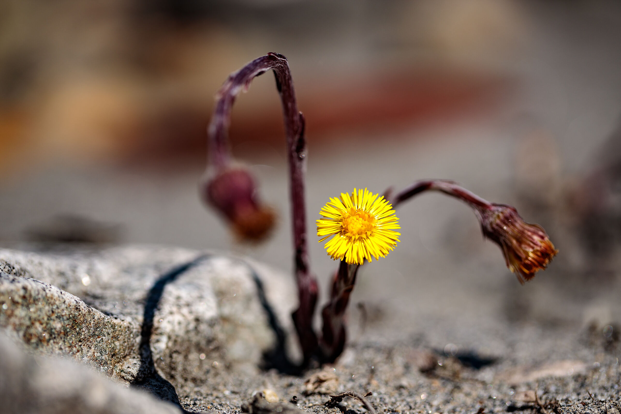 Flower at the Riverside