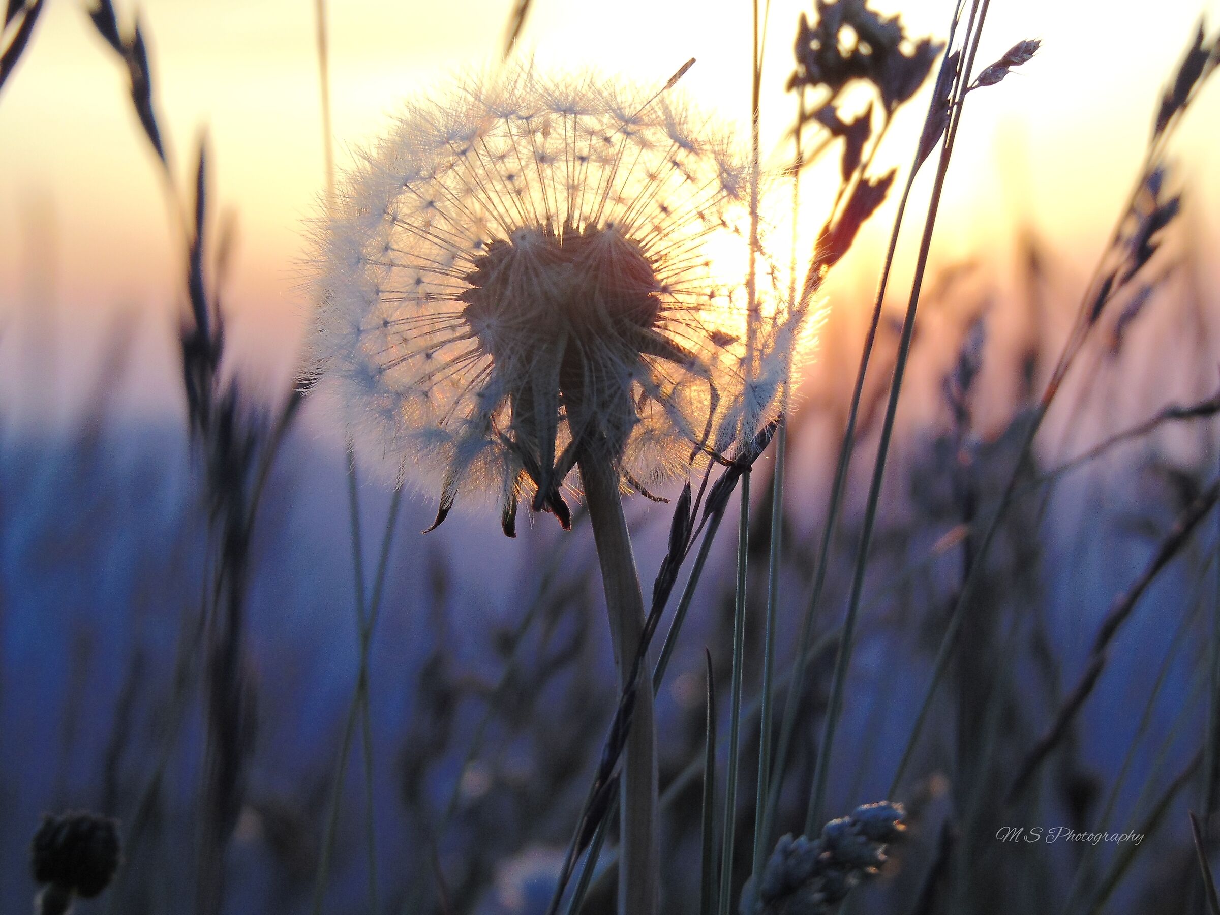 "I saw the light fade from the sky, on the wind I heard