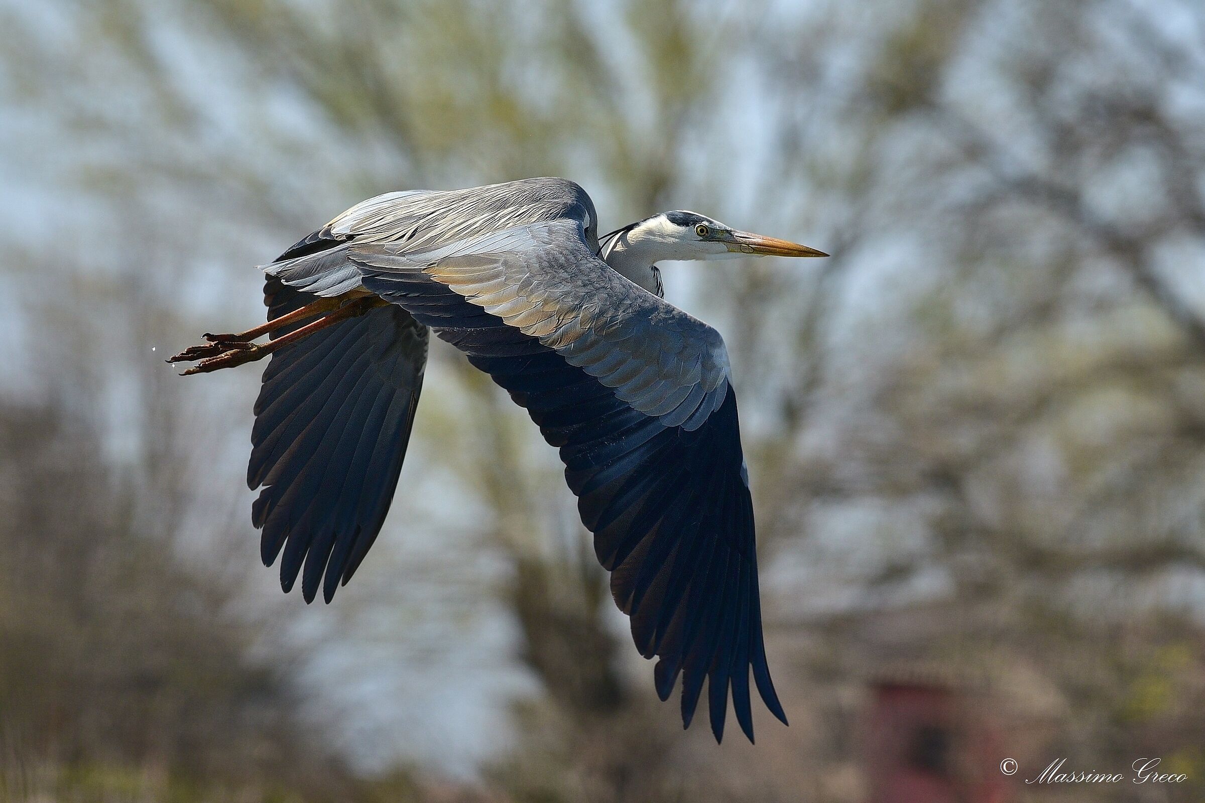 Grey Heron