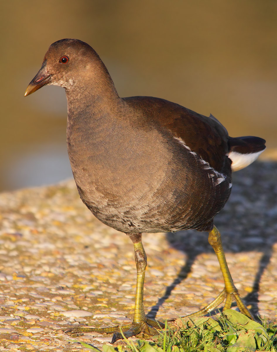 moorhen