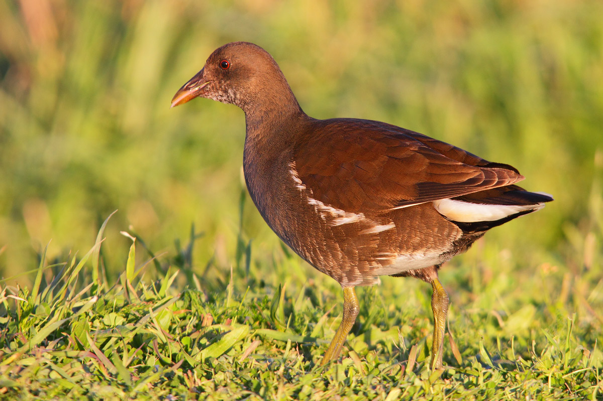 moorhen