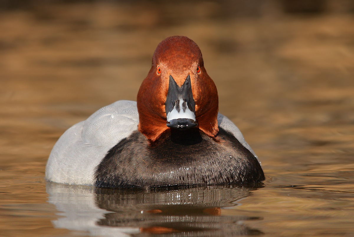 Pochard