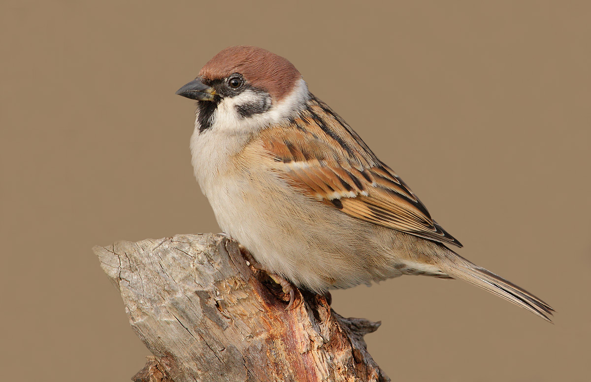 sparrow