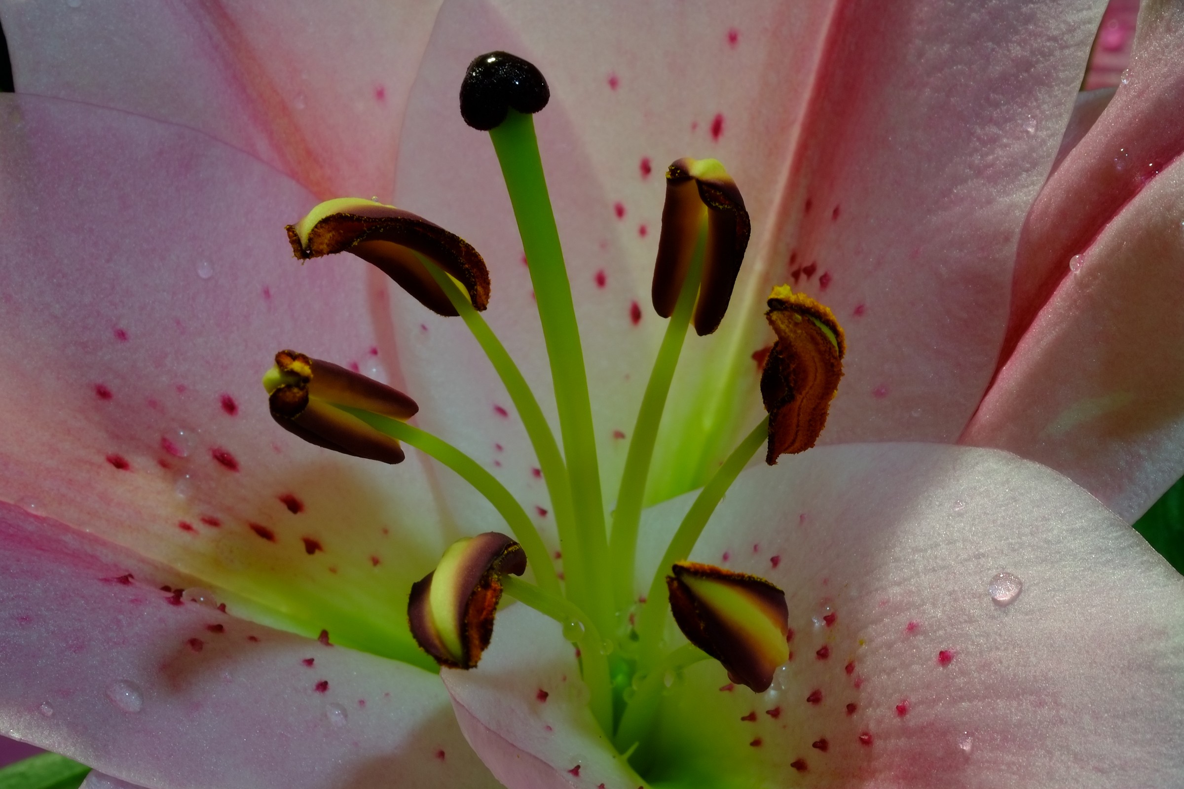 Shades of pink and green phosphorescent ... ...