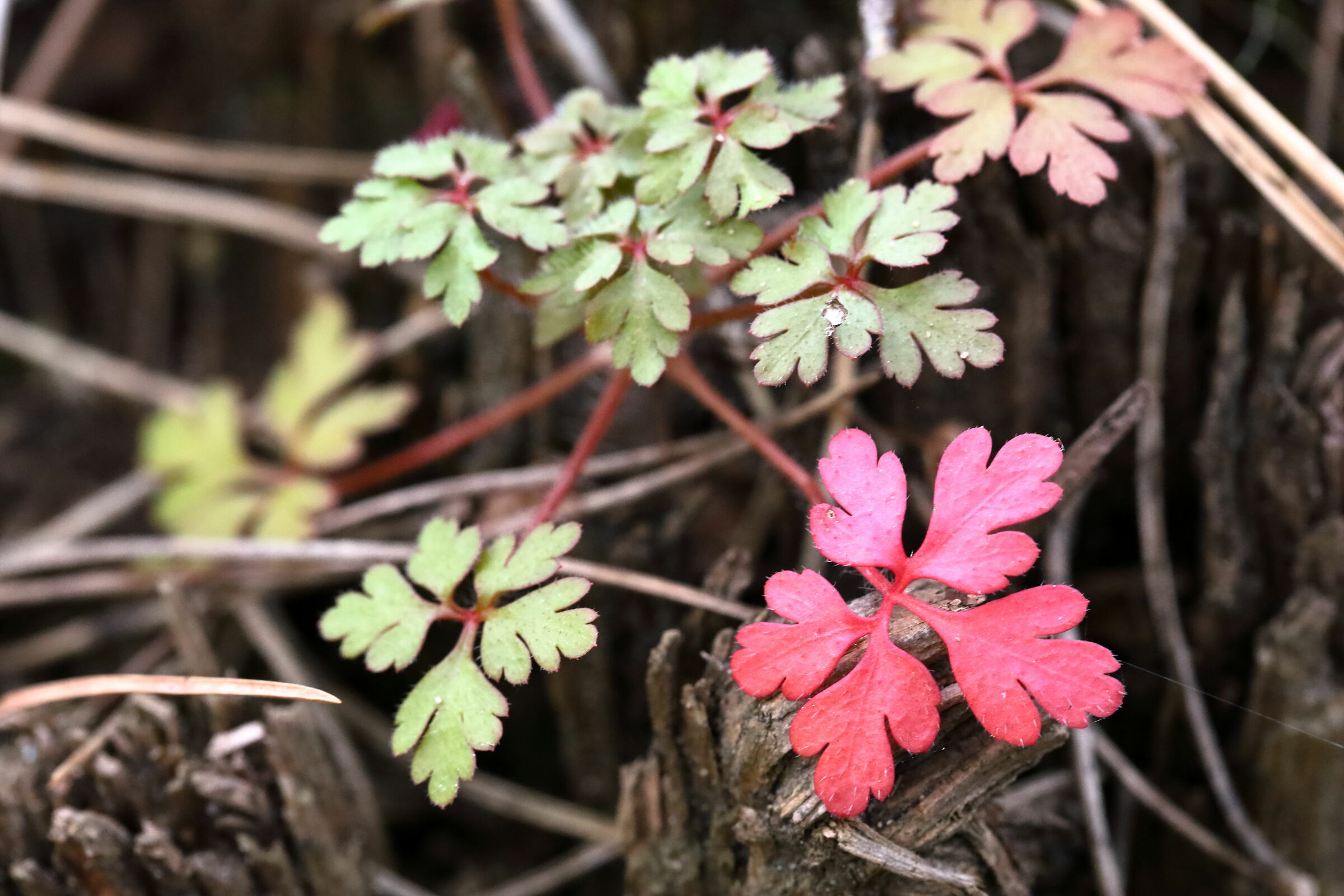 The Black sheep of the family