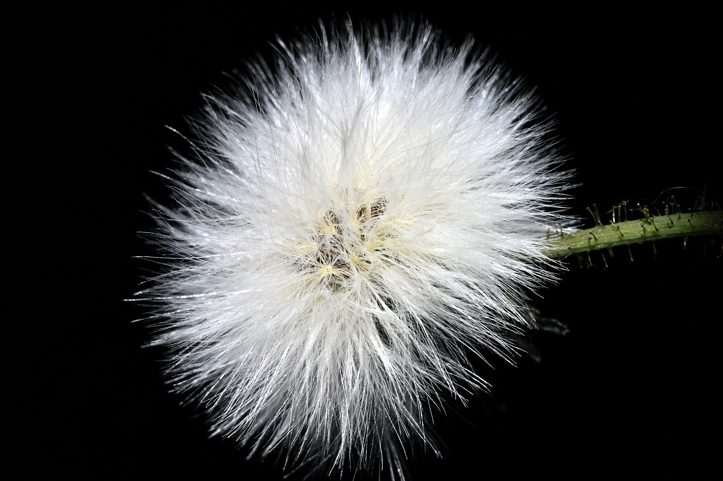 Candido, soffice, morbido...