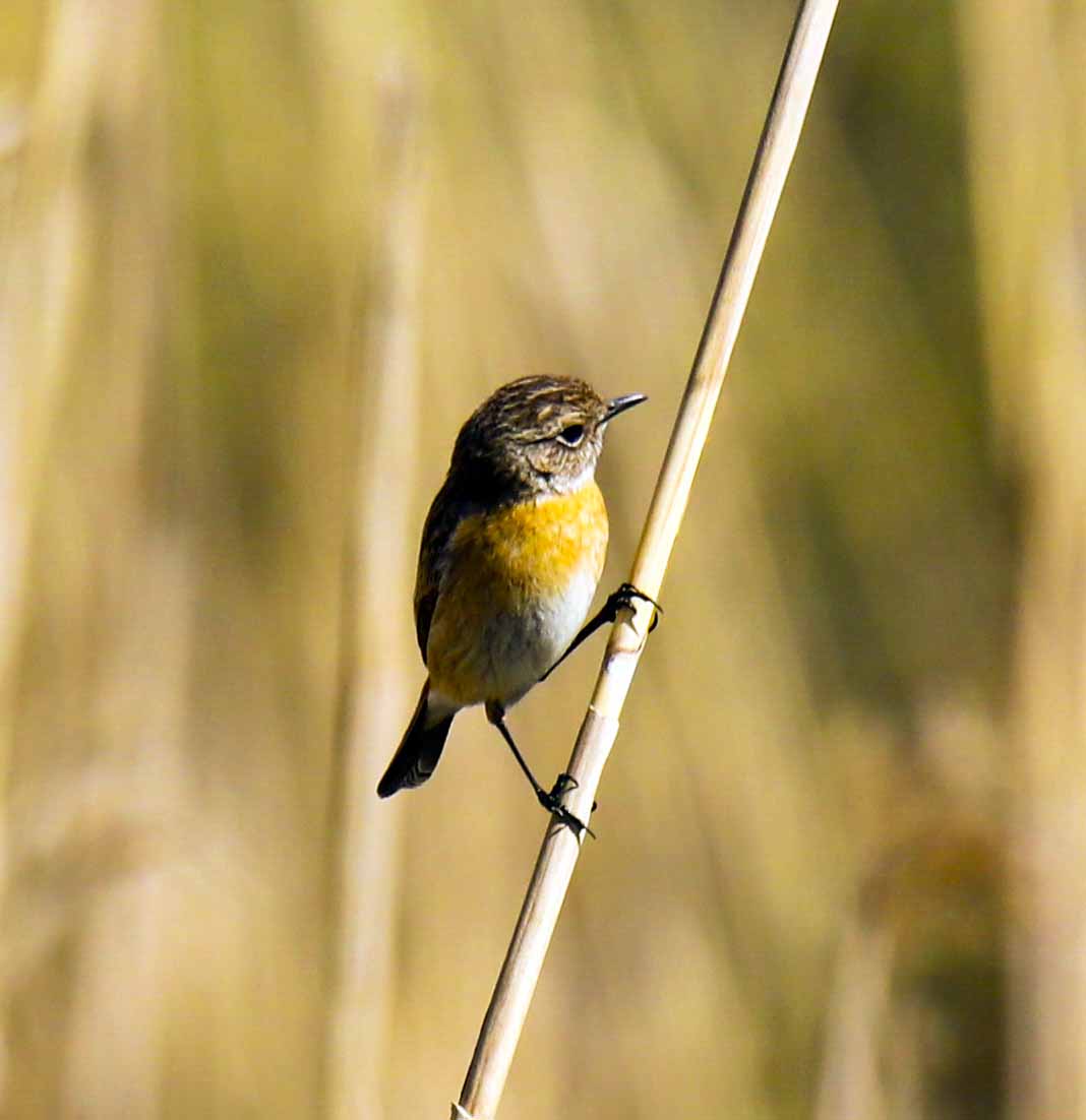 Stonechat