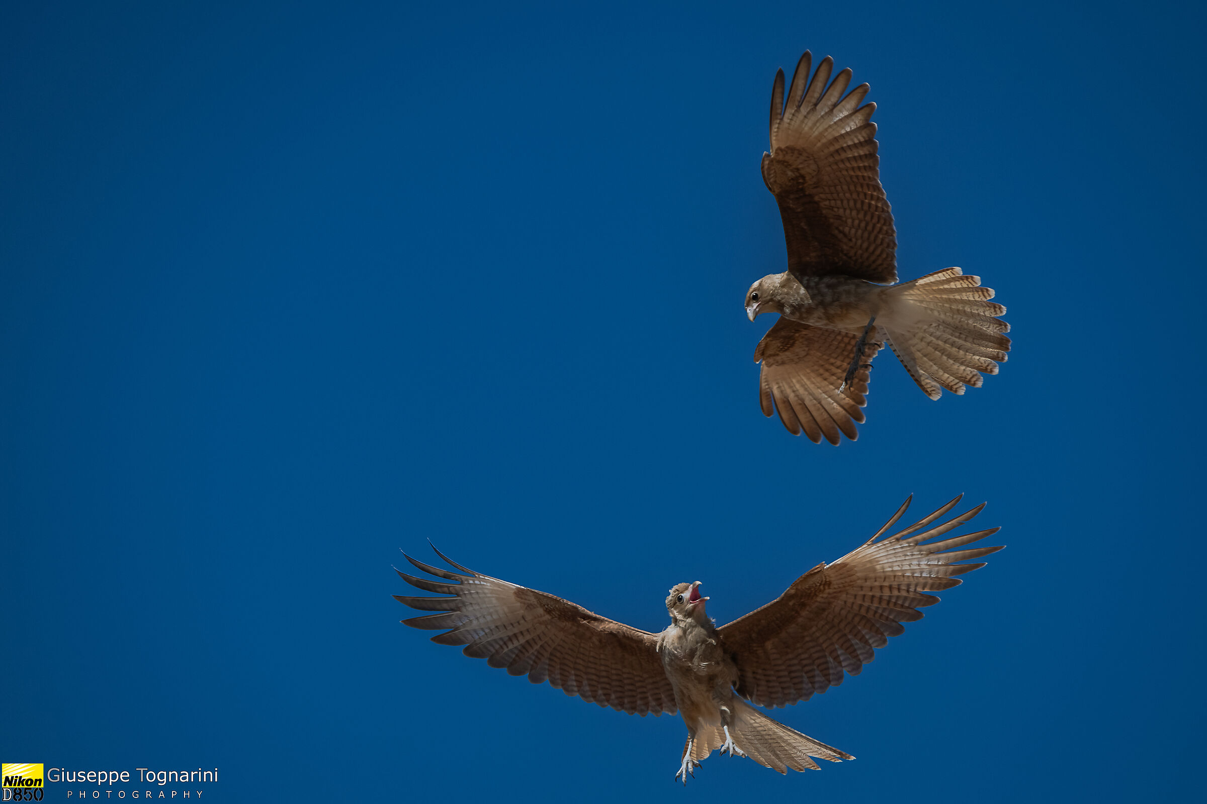 Oh Oh....qui si mette male (Milvago chimango)