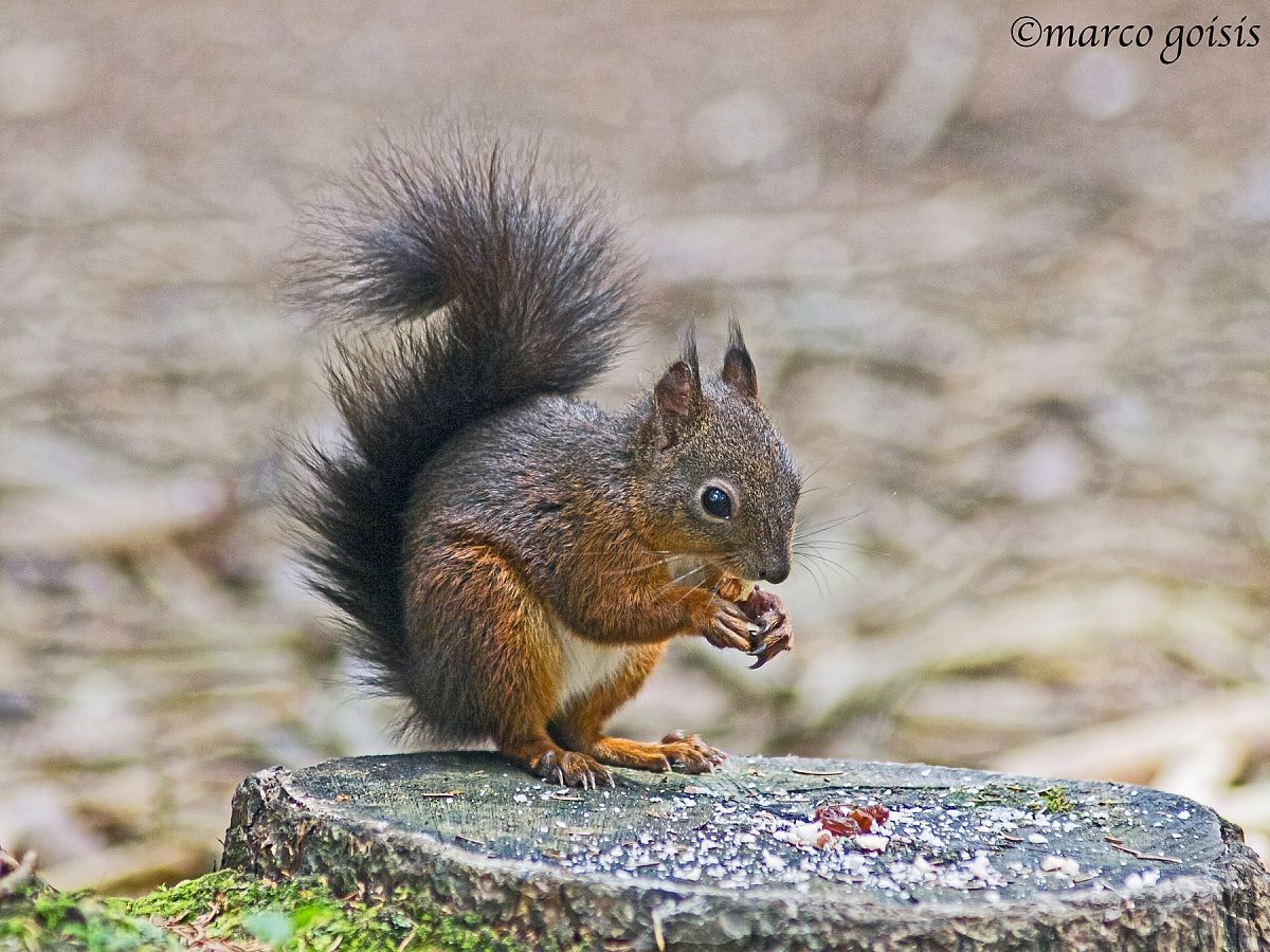 Scoiattlo 2