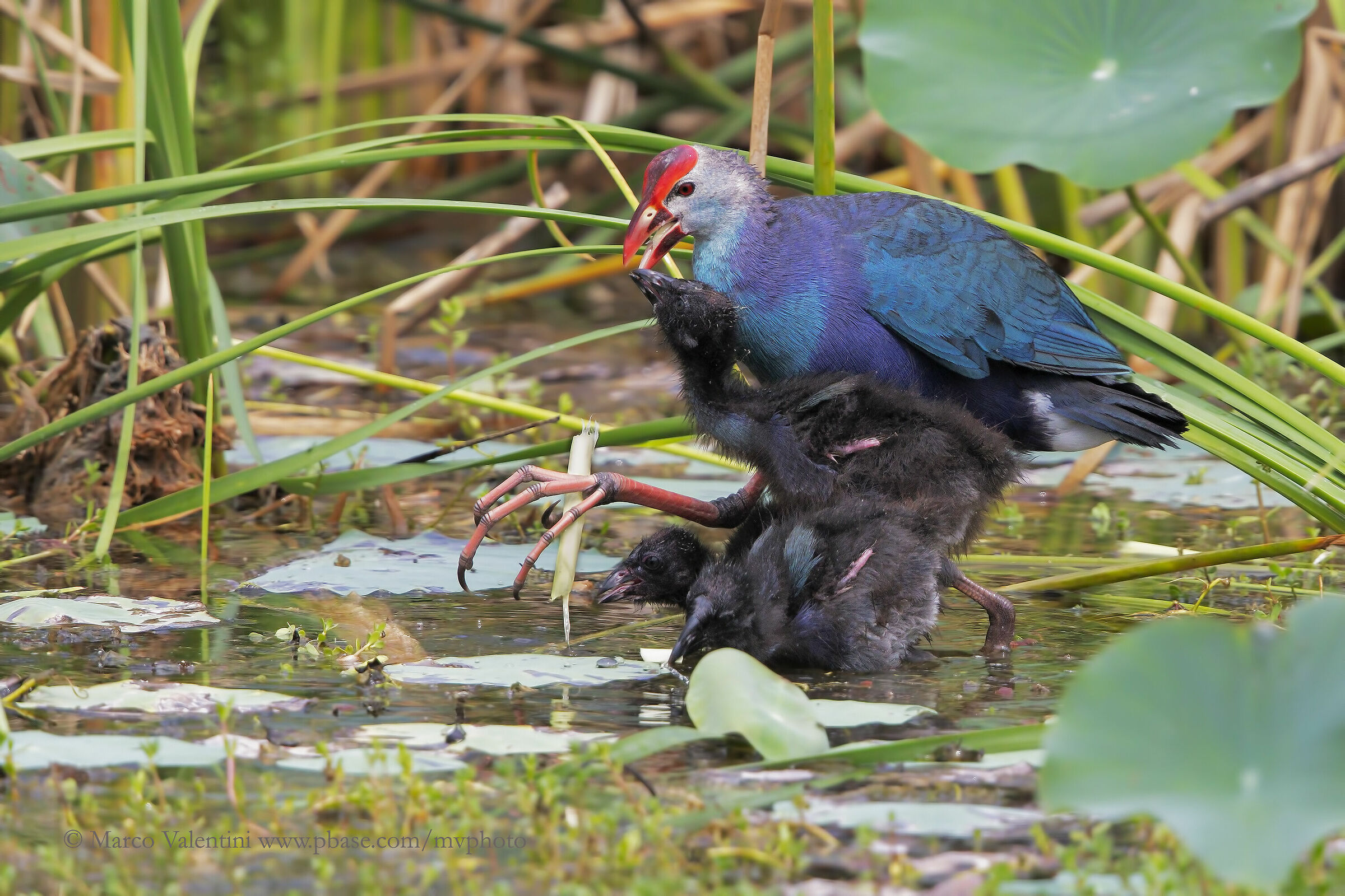 I'm raising three monsters