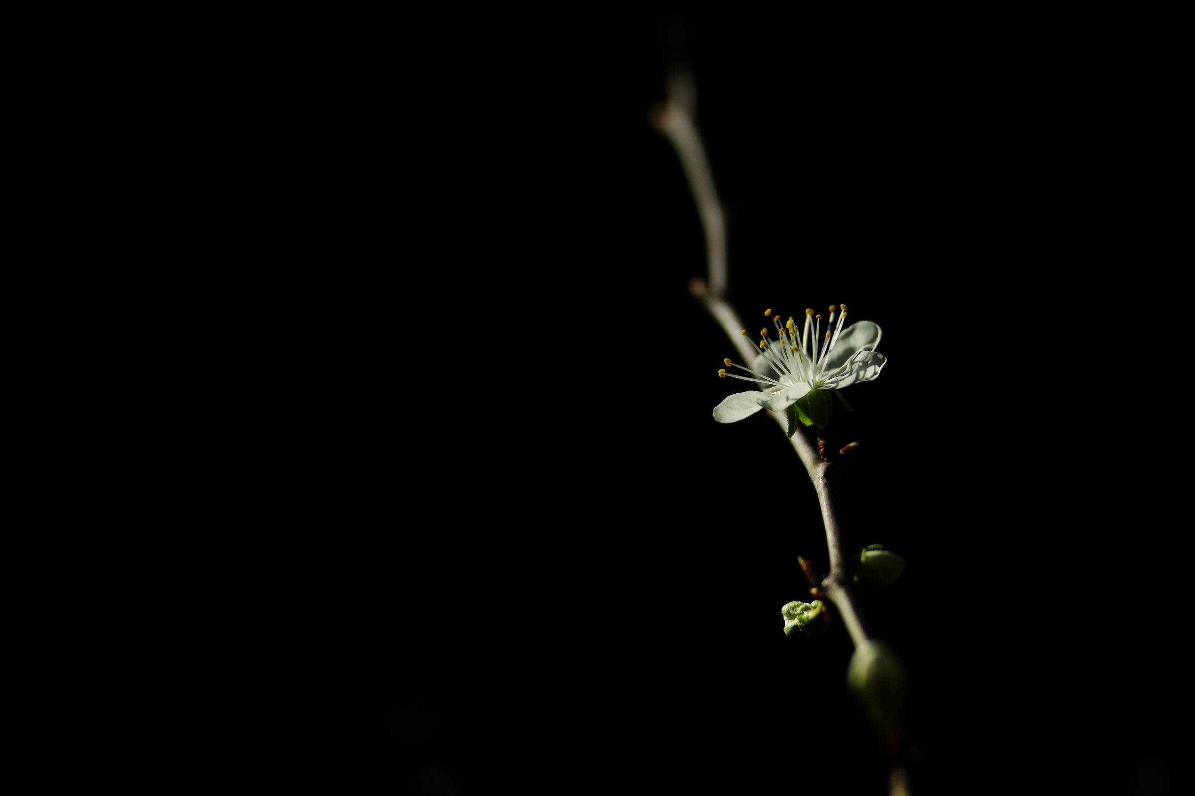 Plum Flower