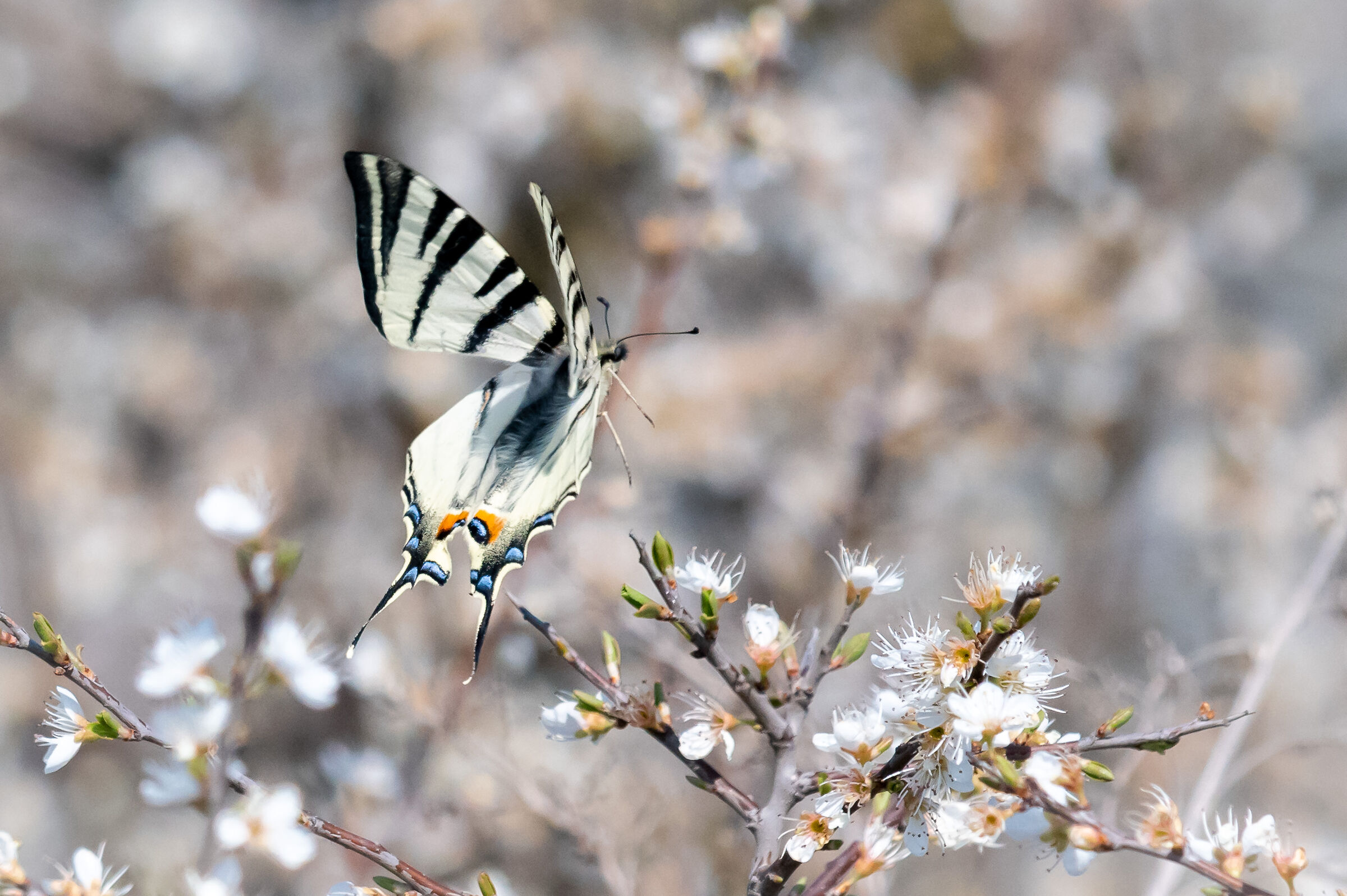 Scarce Swallowtail