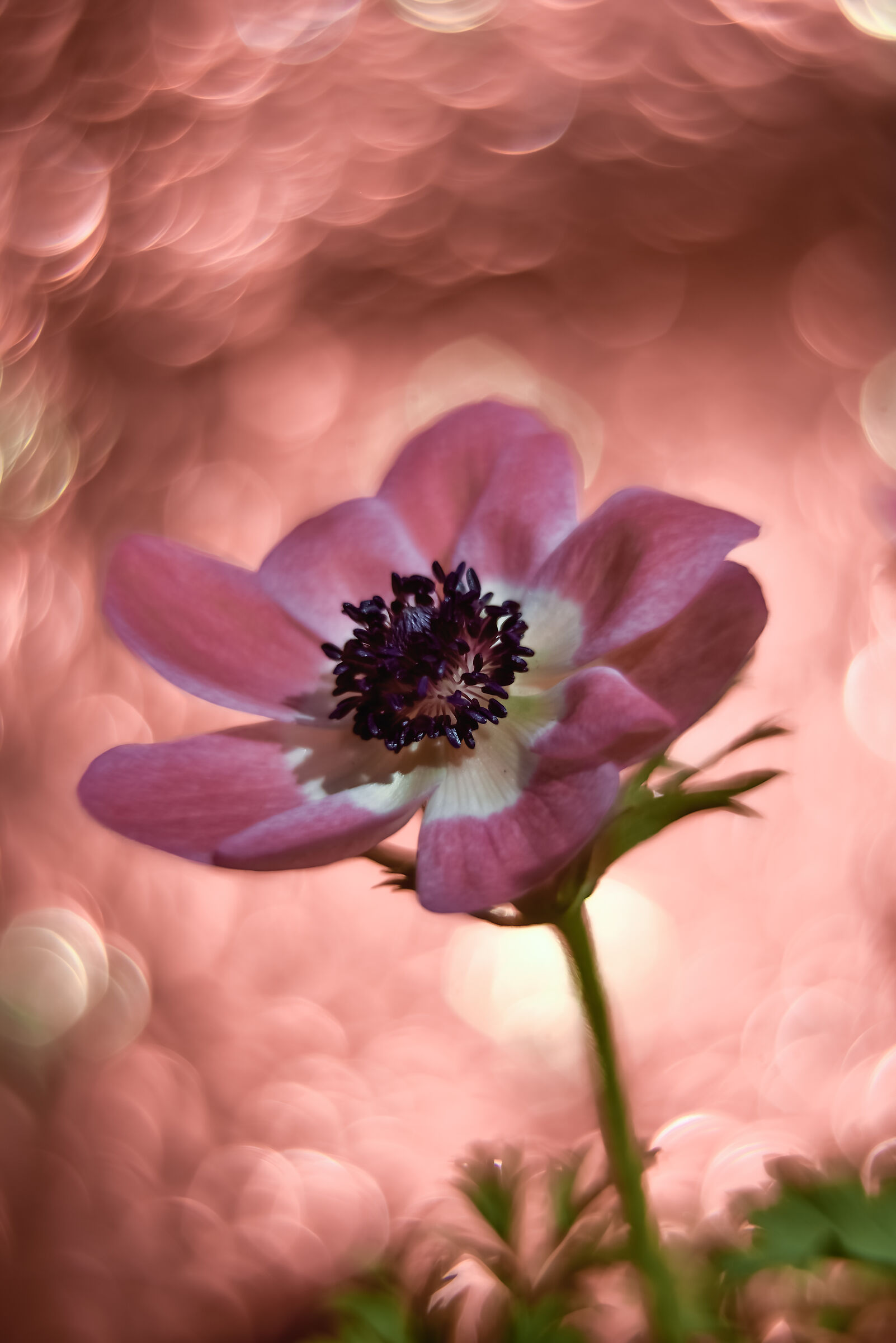 Pink Anemone