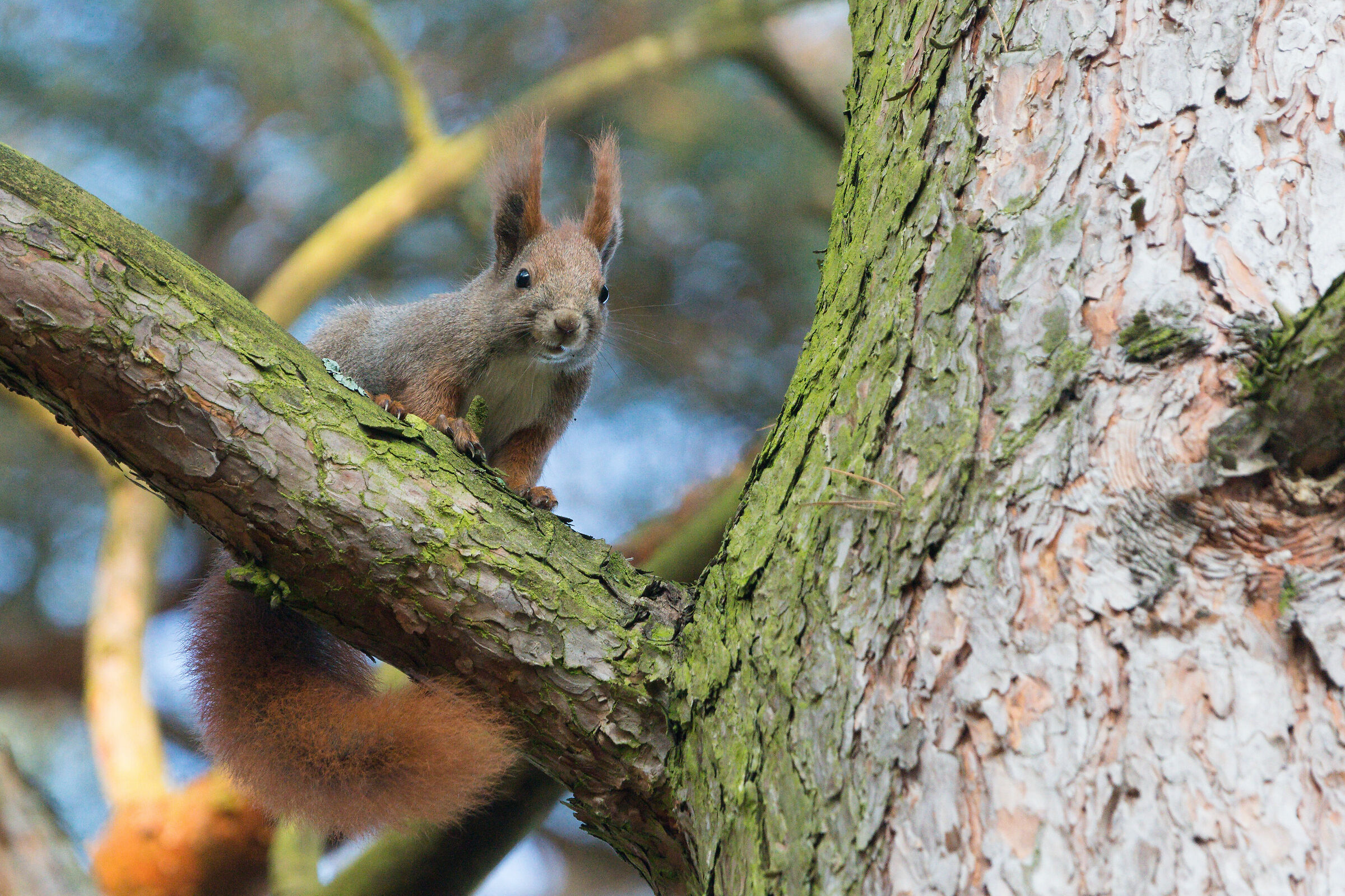 Scoiattolo rosso (Sciurus vulgaris)