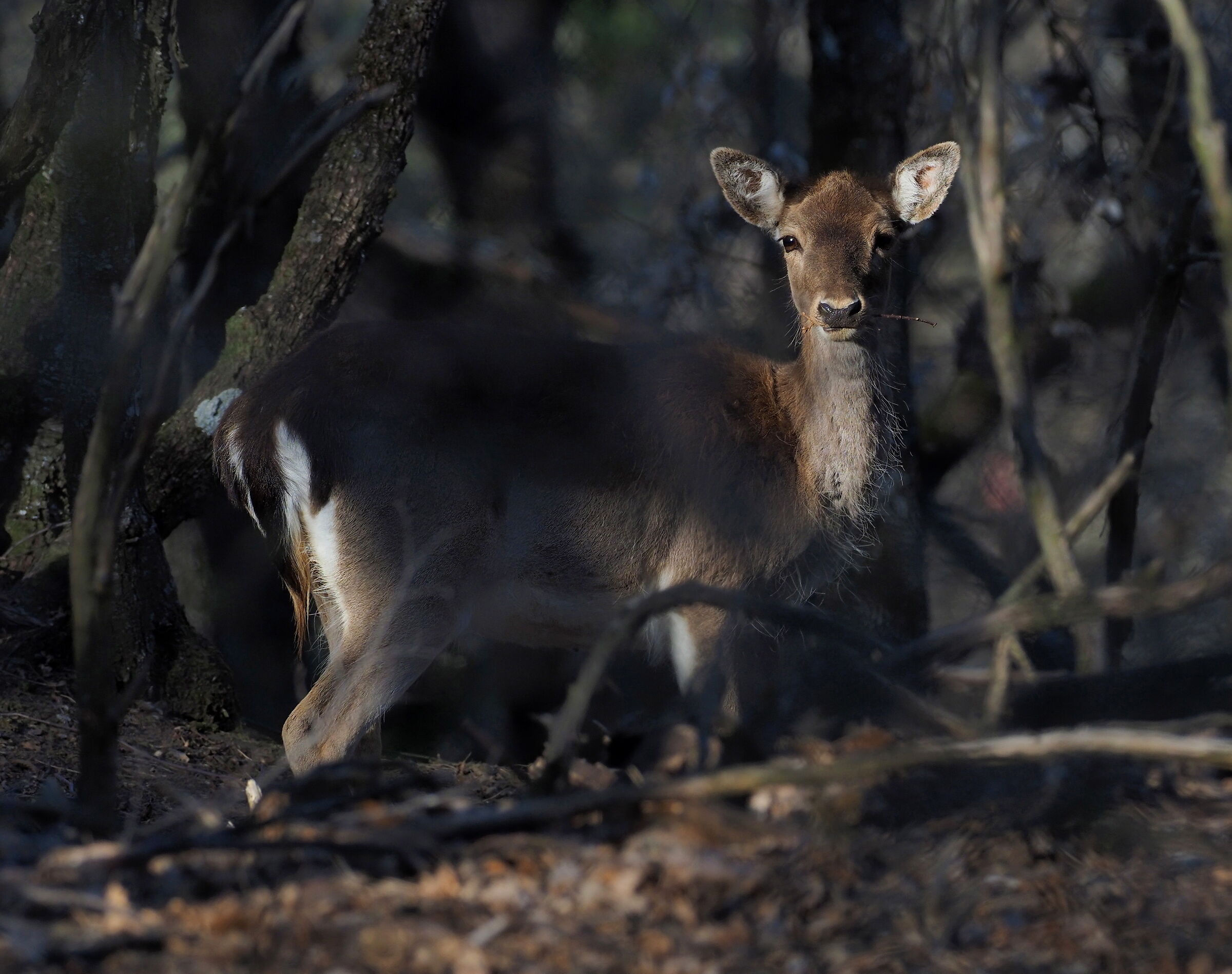 Daino all'ombra nel bosco