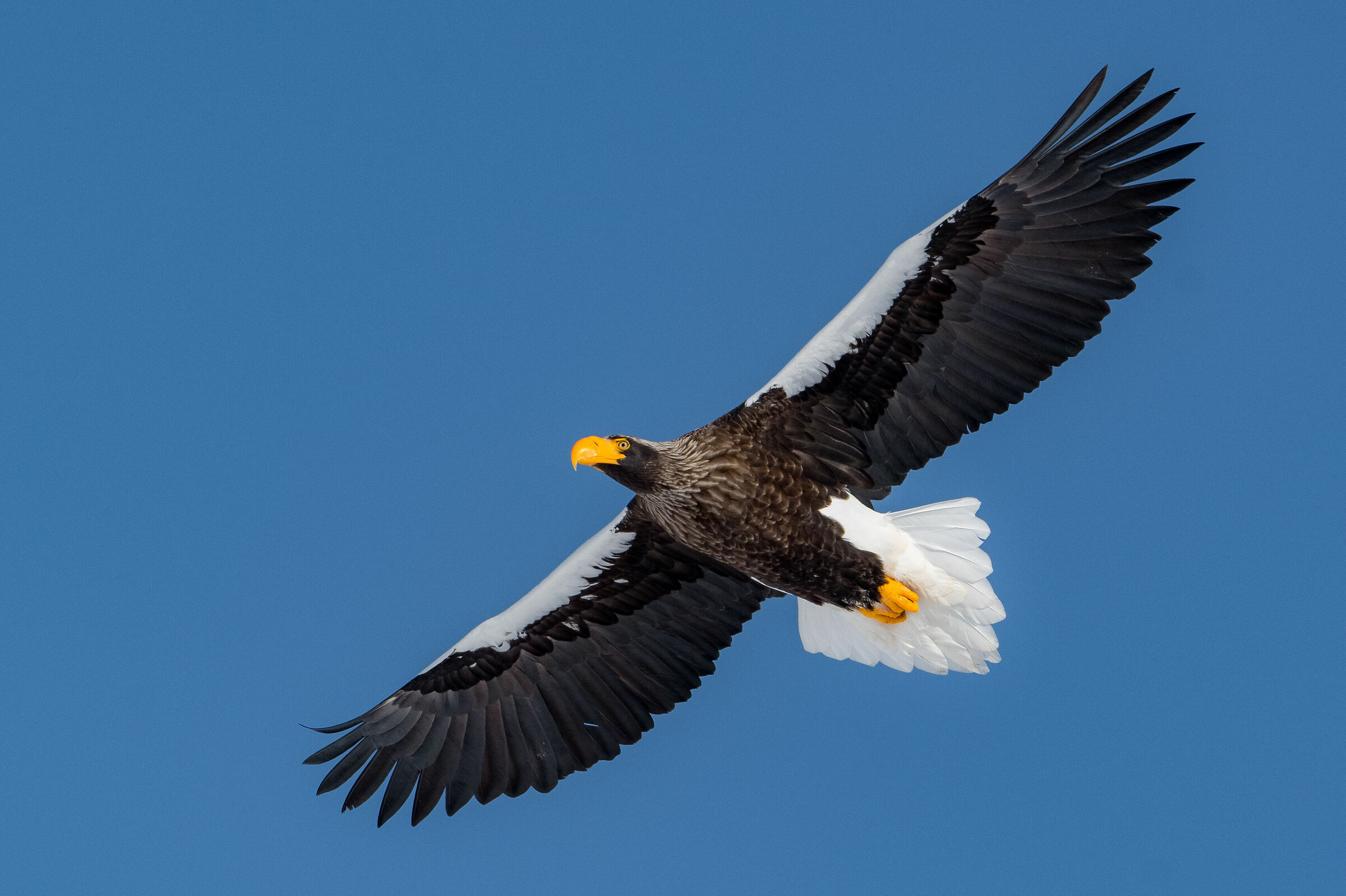 Steller's Sea Eagle