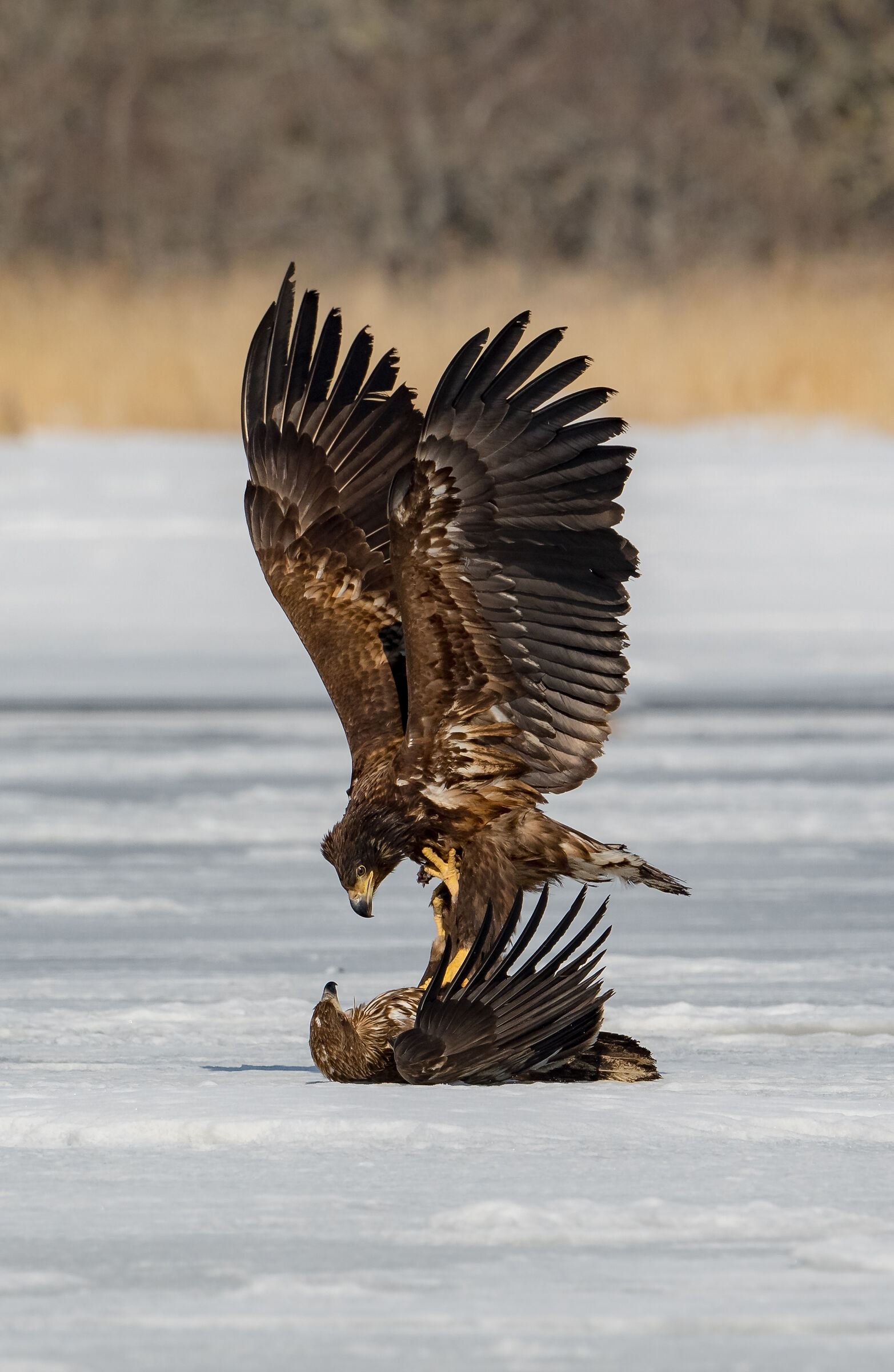 Sea Eagle White Tail