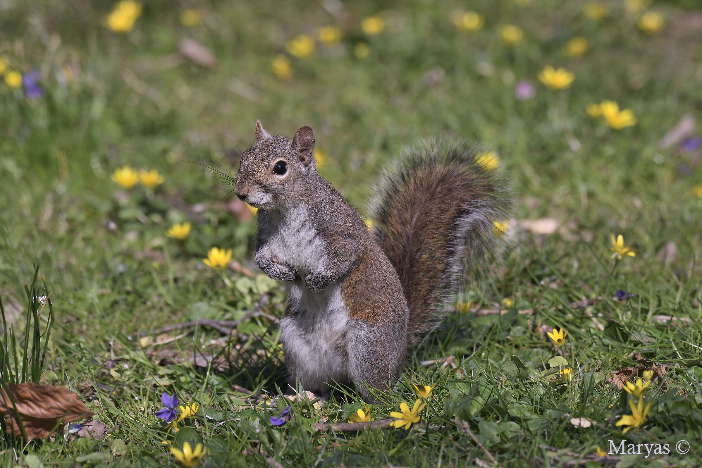 Among The Flowers