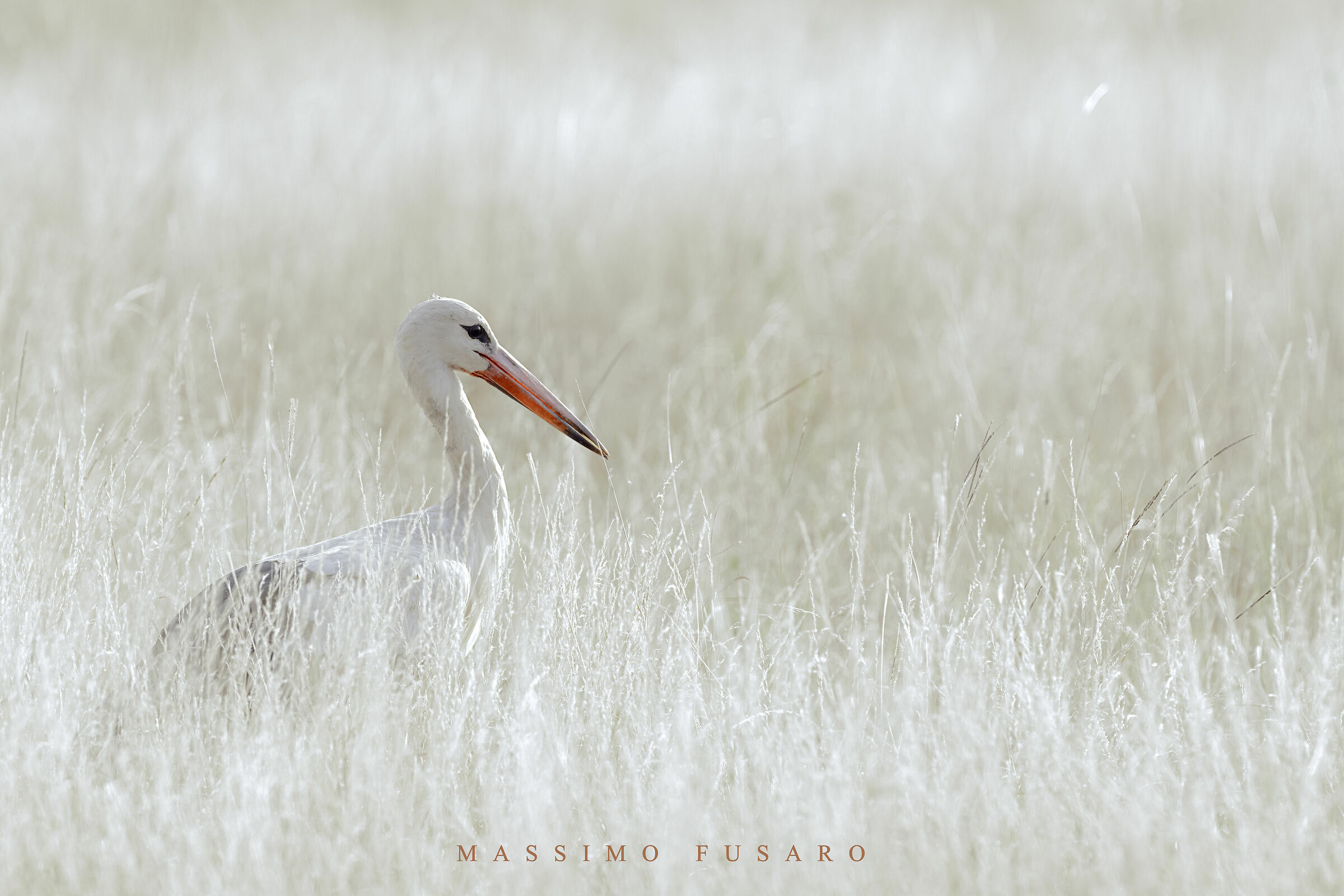 White Stork