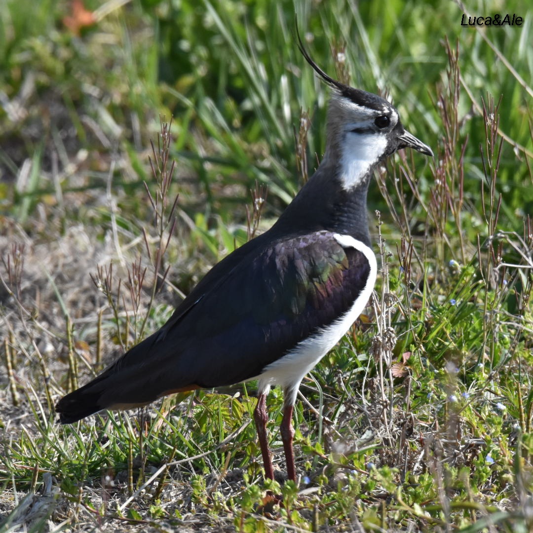 Lapwing