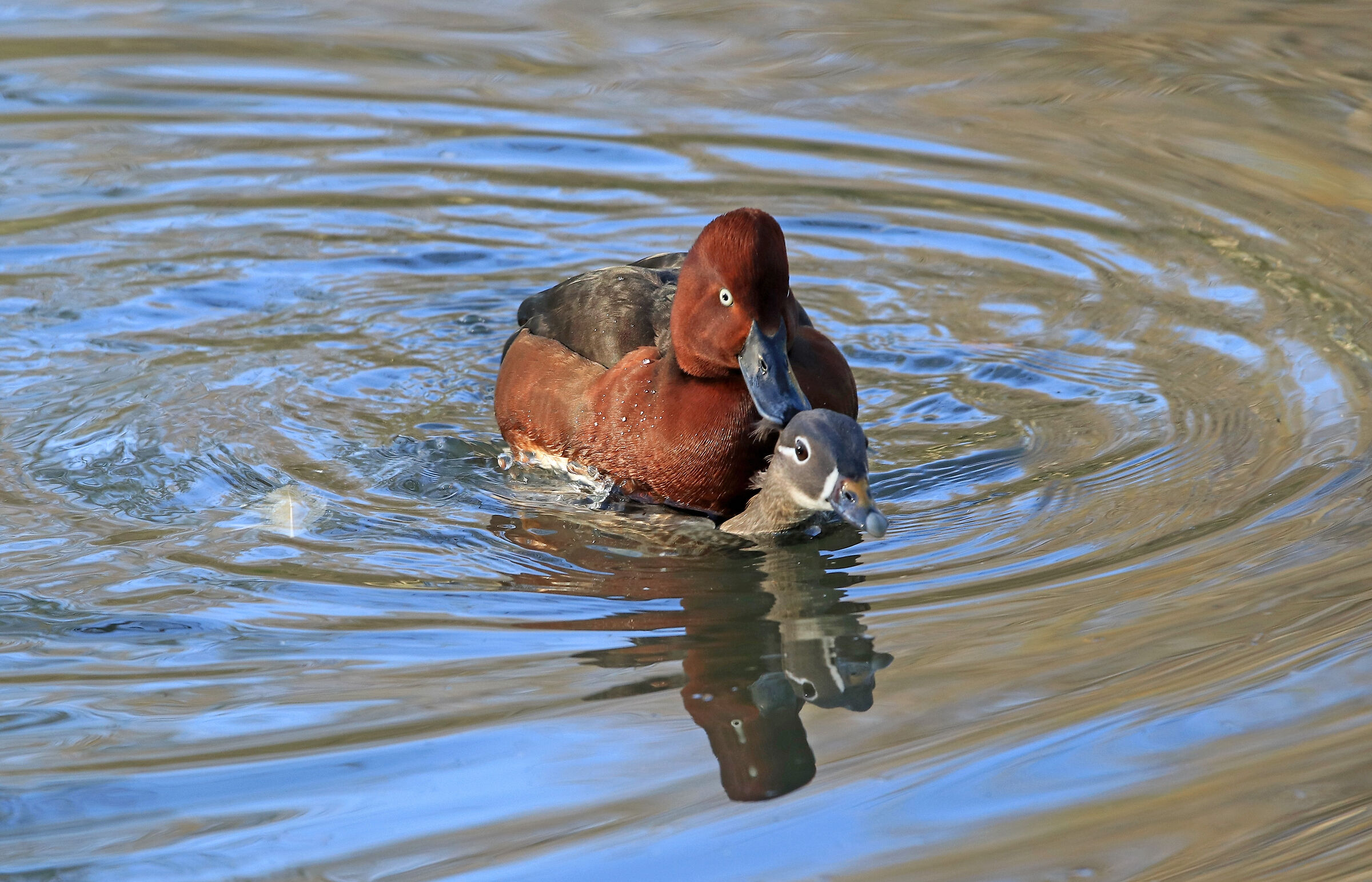 Stranezze di primavera ....