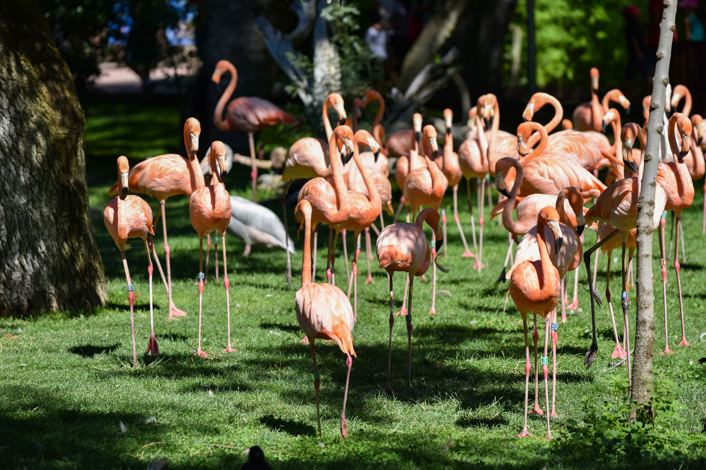 ... allo zoo di Madrid