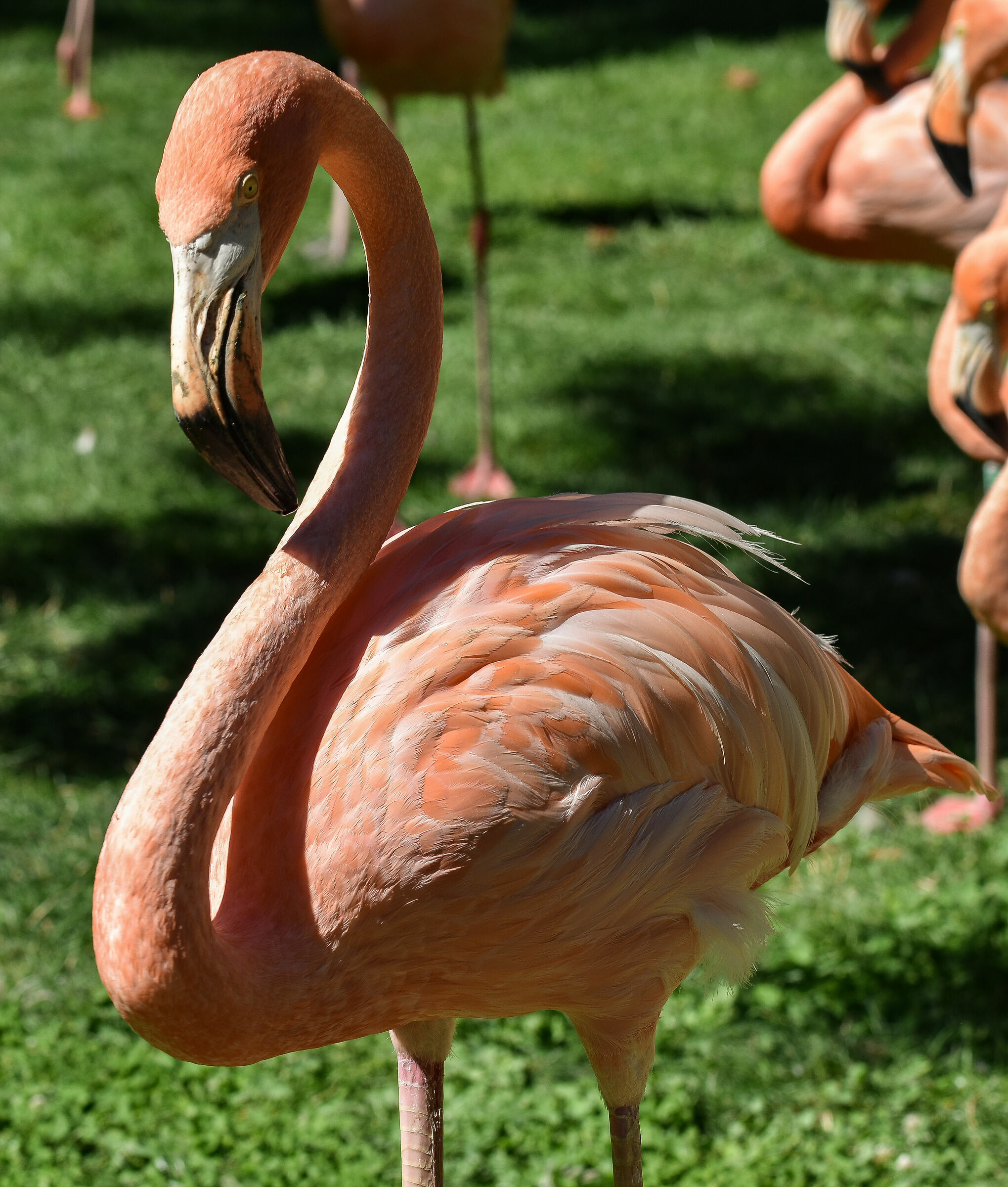... allo zoo di Madrid