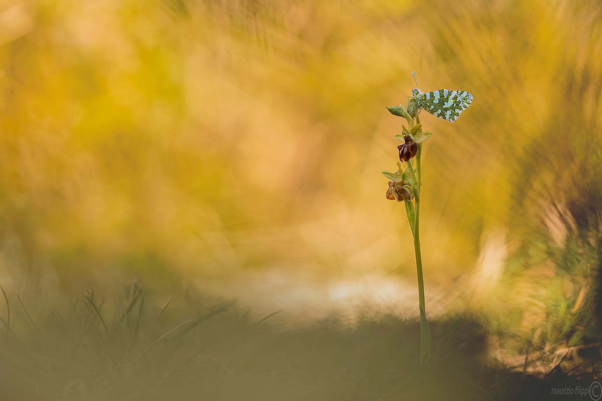 Pontia edusa su oprhis speogodes
