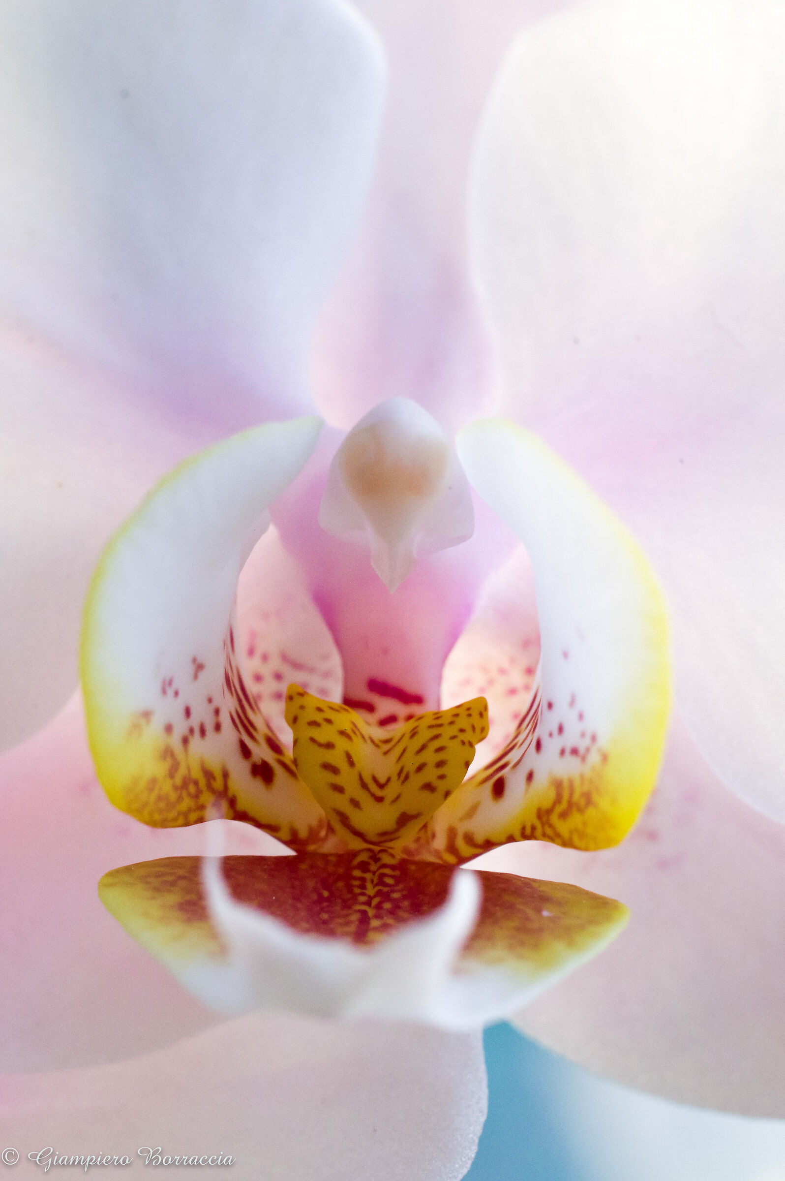 Prova di Pentax HD DA 35mm Macro Limited