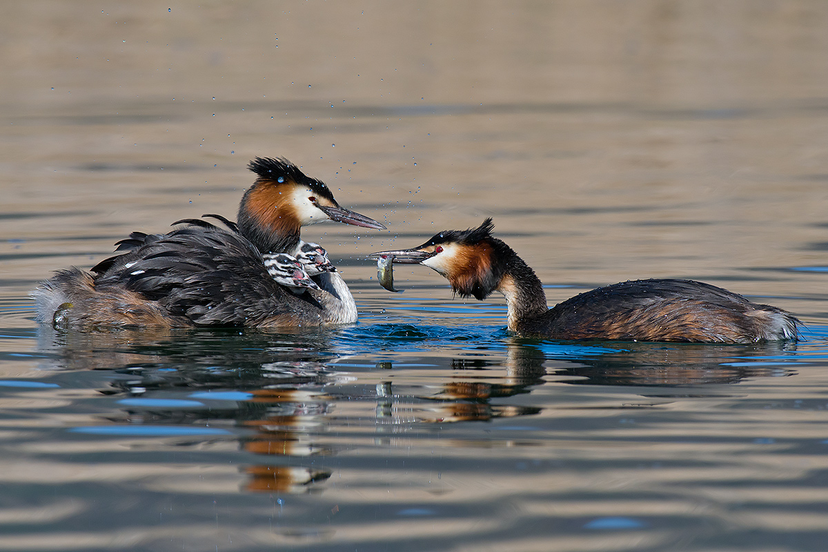 Svassi - pulli alimentati a bordo adulto