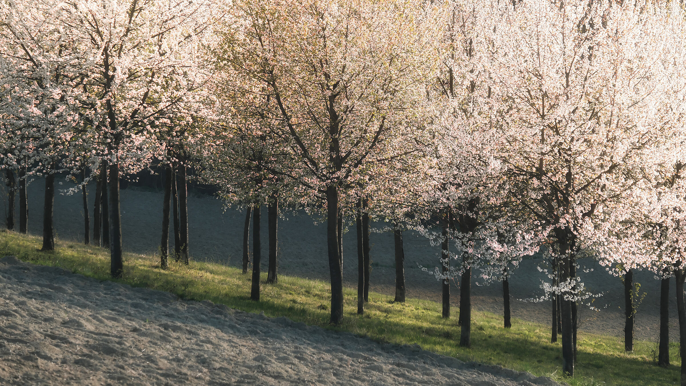 Monferrato in fiore.