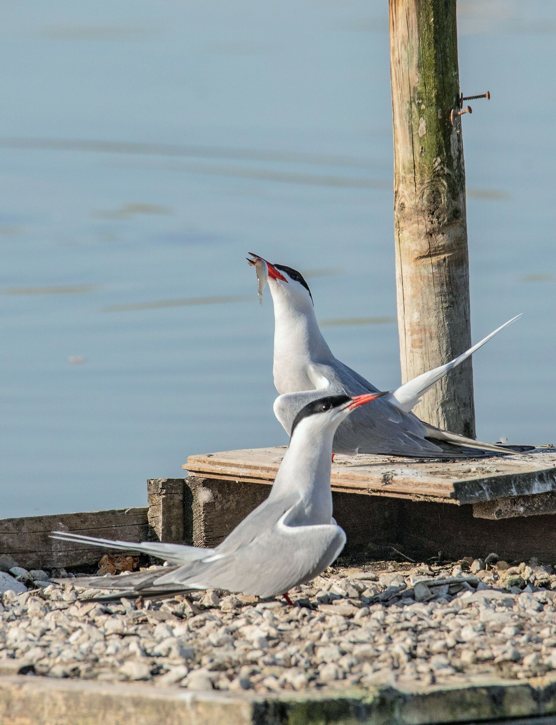Sterna Mating Ritual