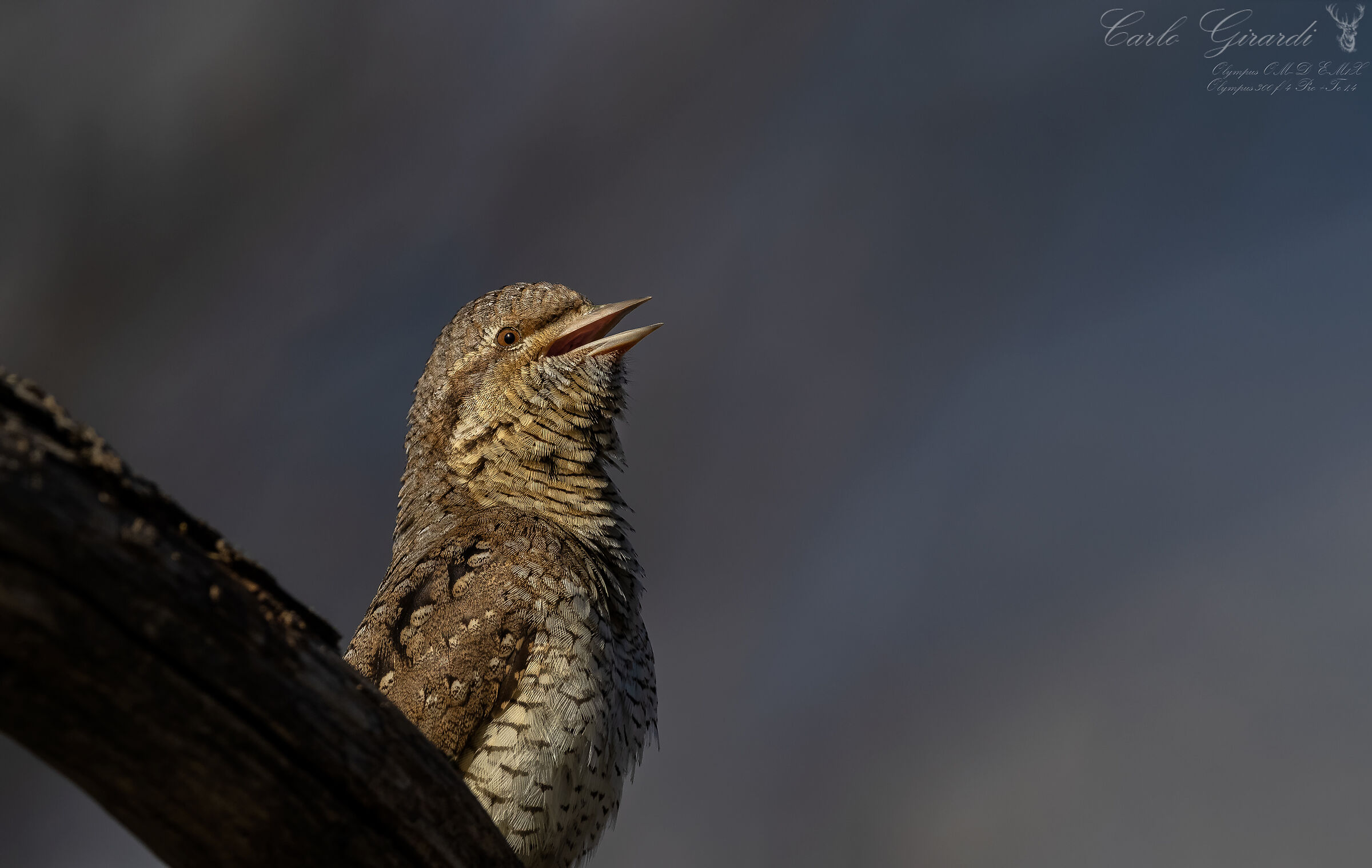 Torcicollo  Jynx torquilla