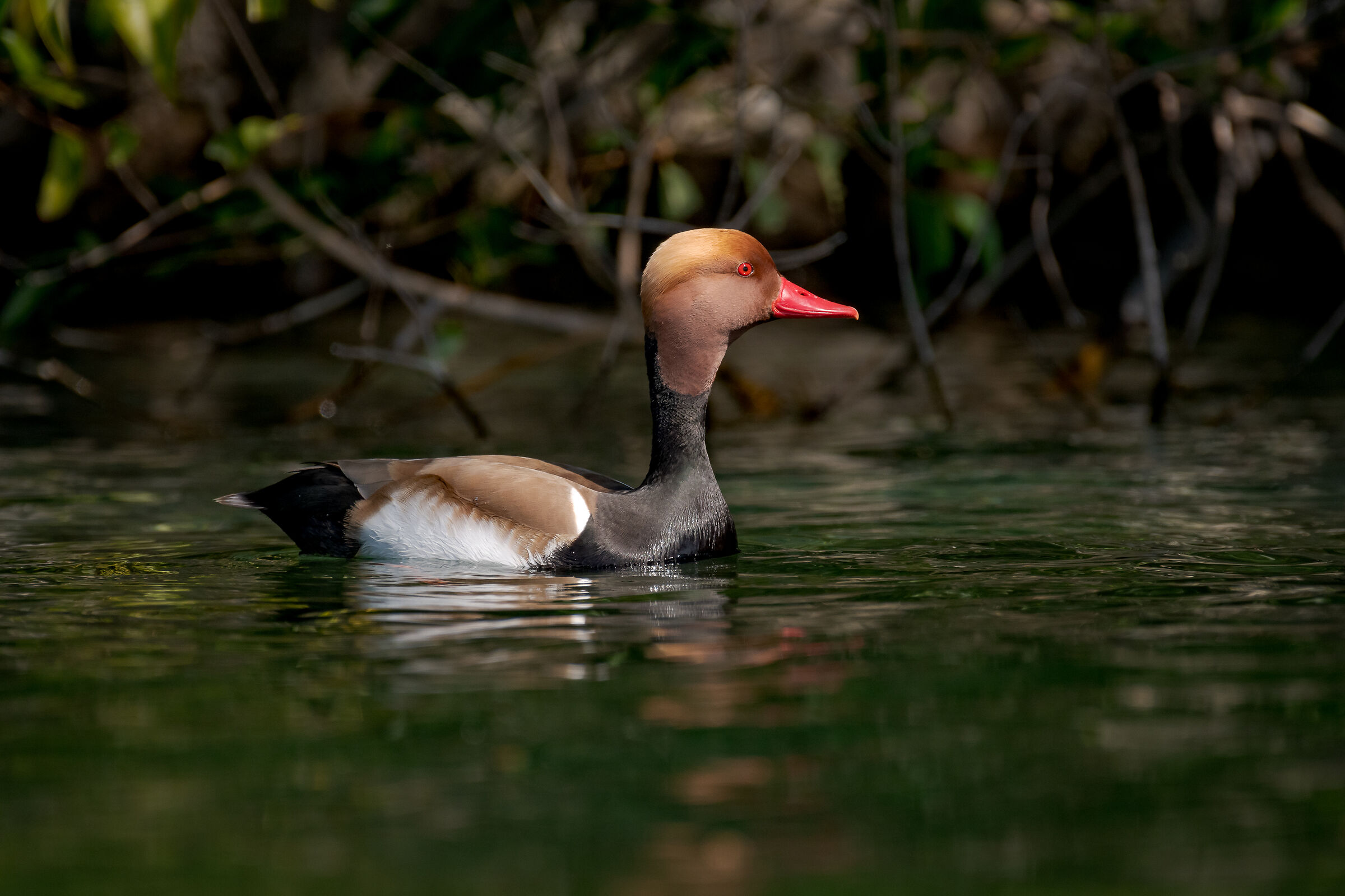 Turkish poof on Lake Garda