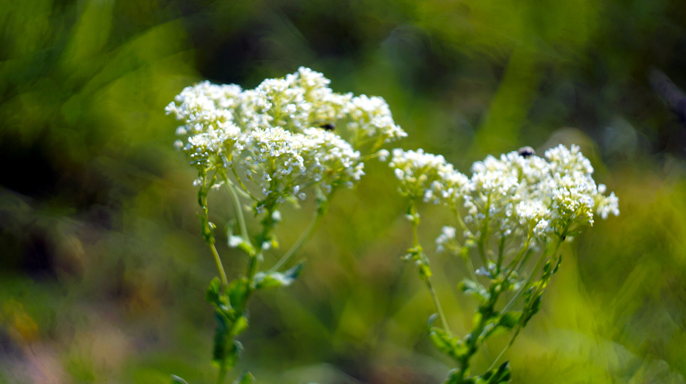 Wildflowers in Imperia 1
