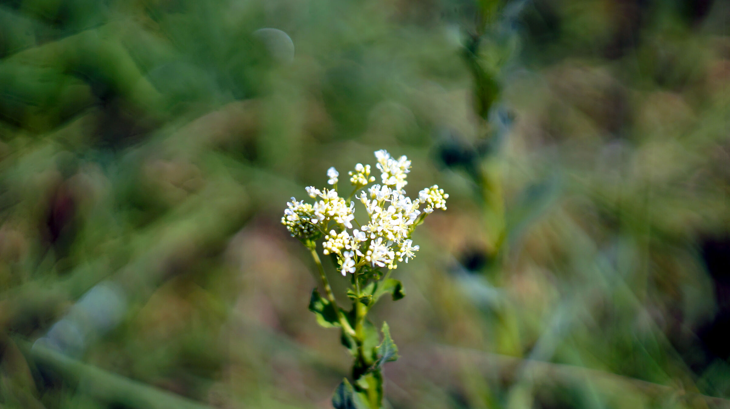 Wildflowers in Imperia 2