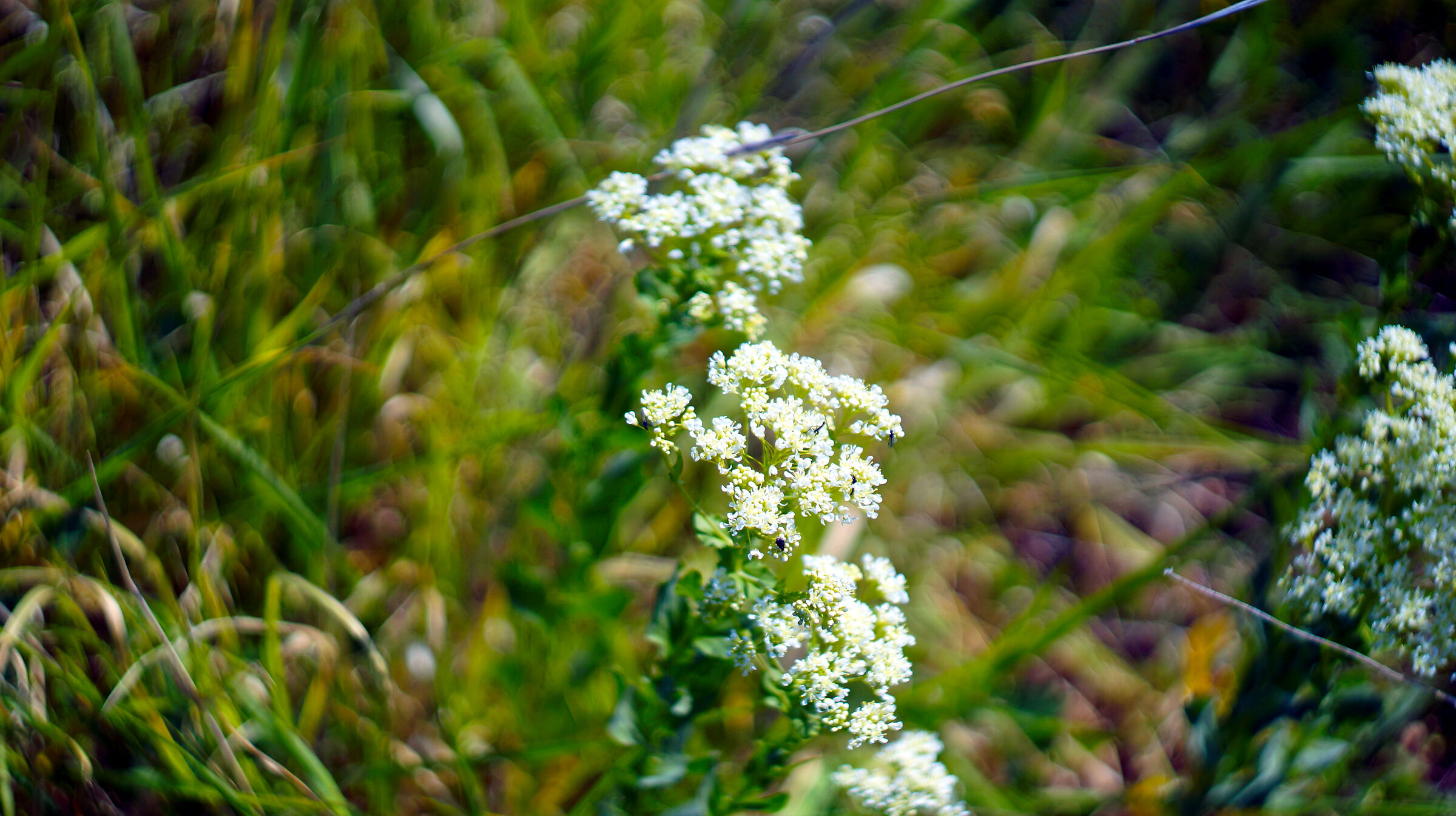 Wildflowers in Imperia 3