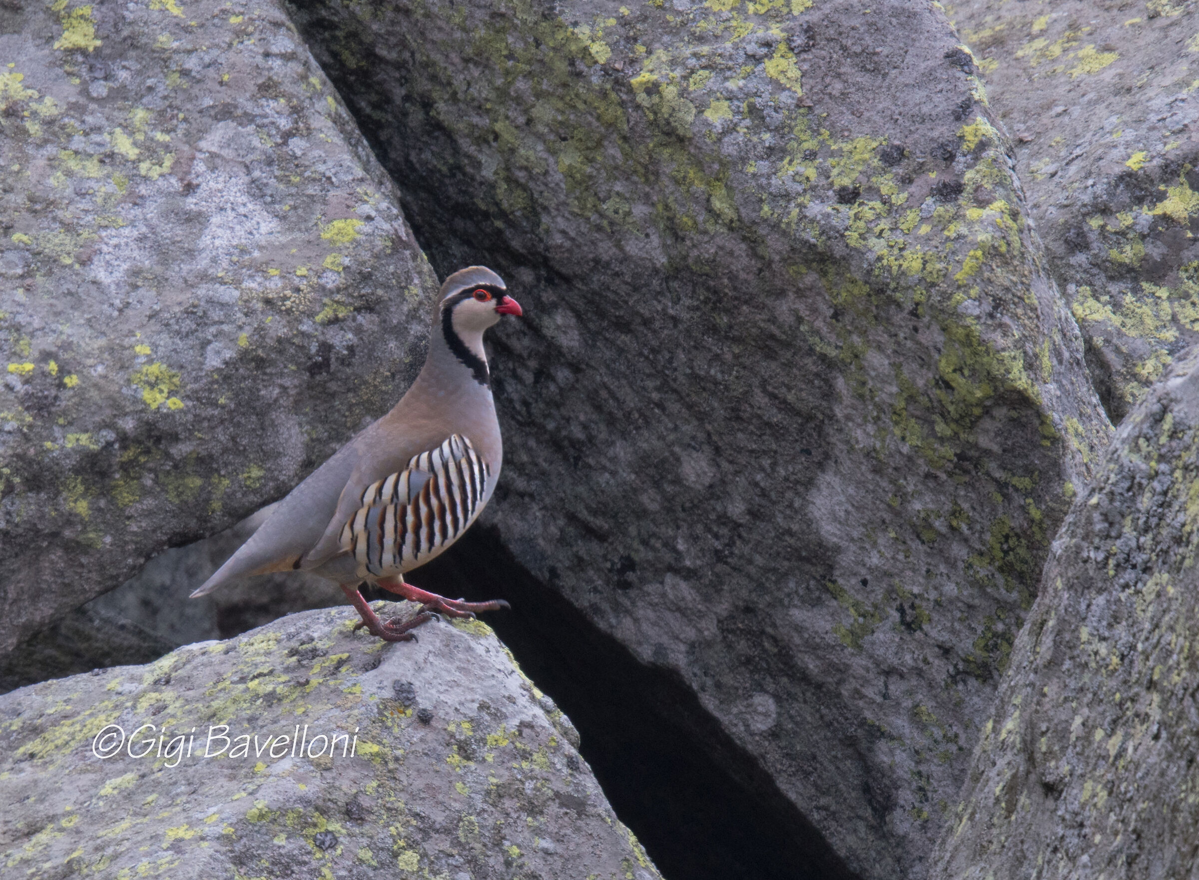 coturnice Alectoris graeca