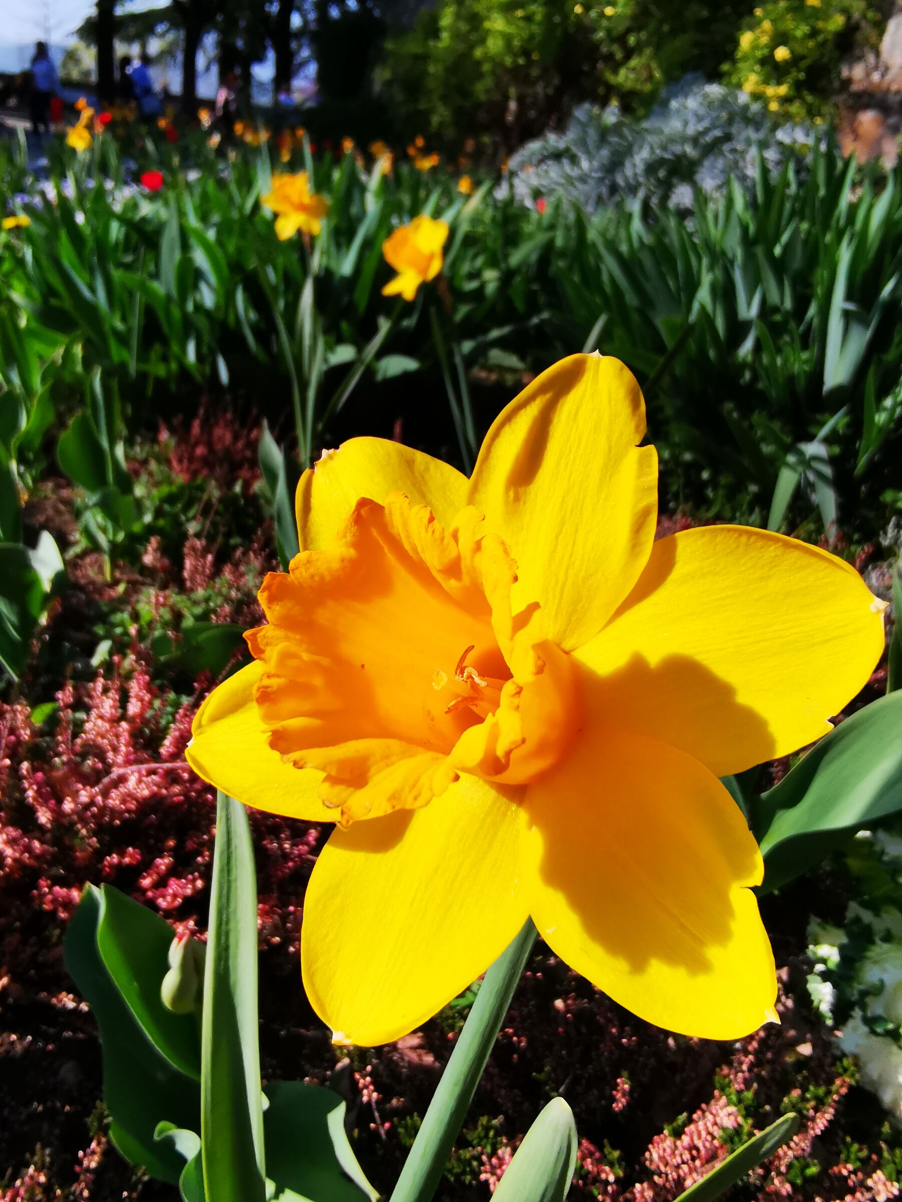 Castello di Brescia in fiore