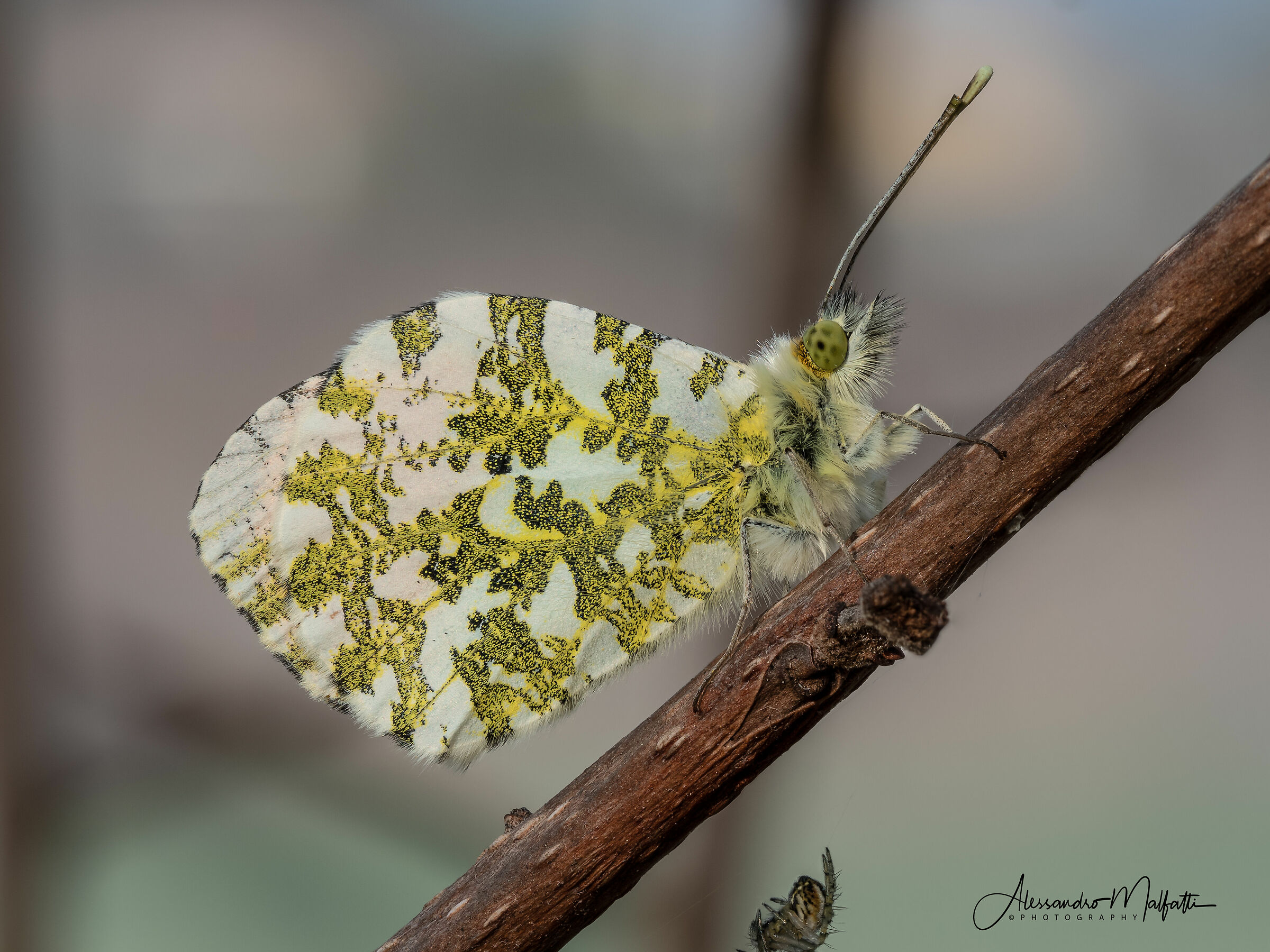 Anthocharis cardamines